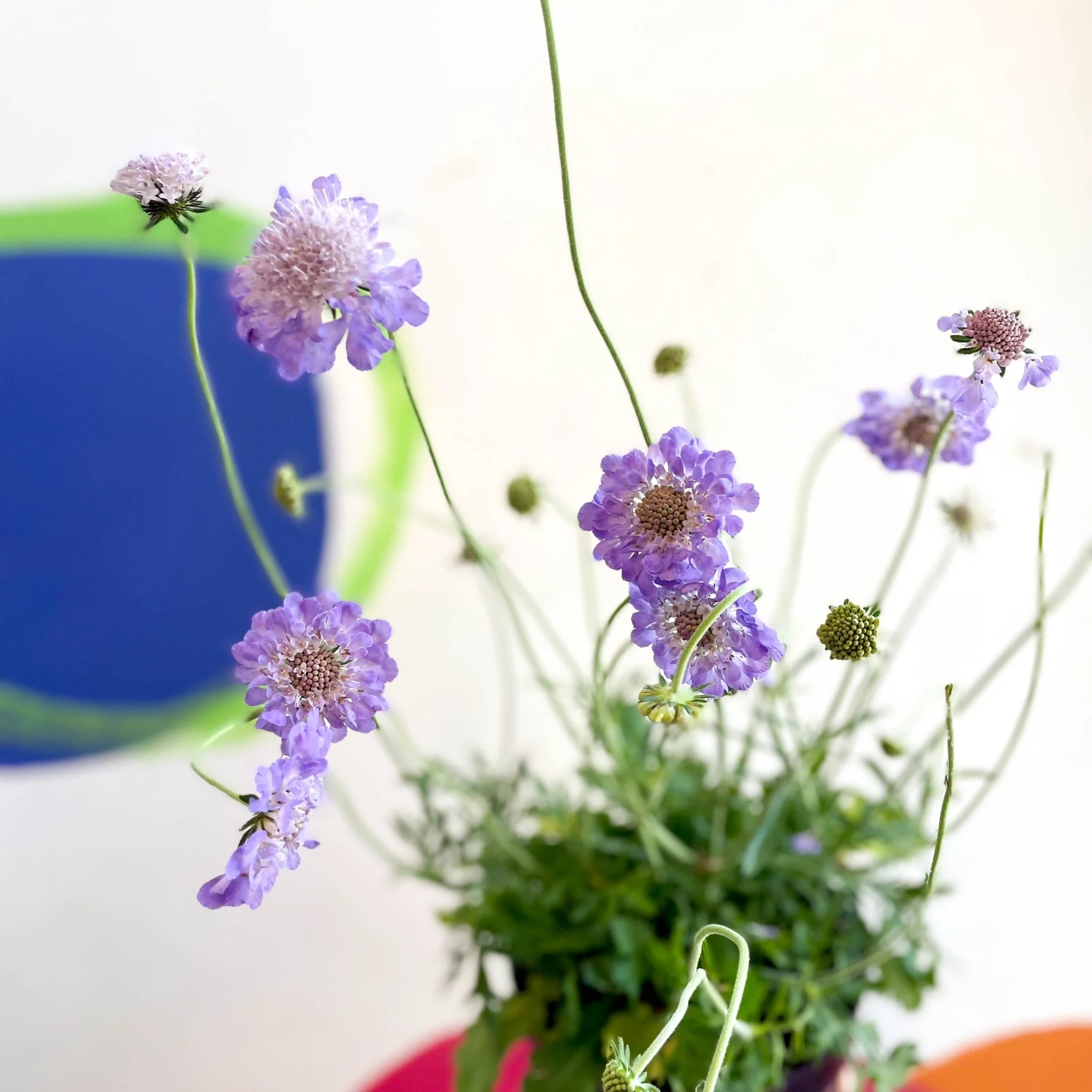 Scabiosa columbaria 'Butterfly Blue' - Pincushion Flower - Image 3