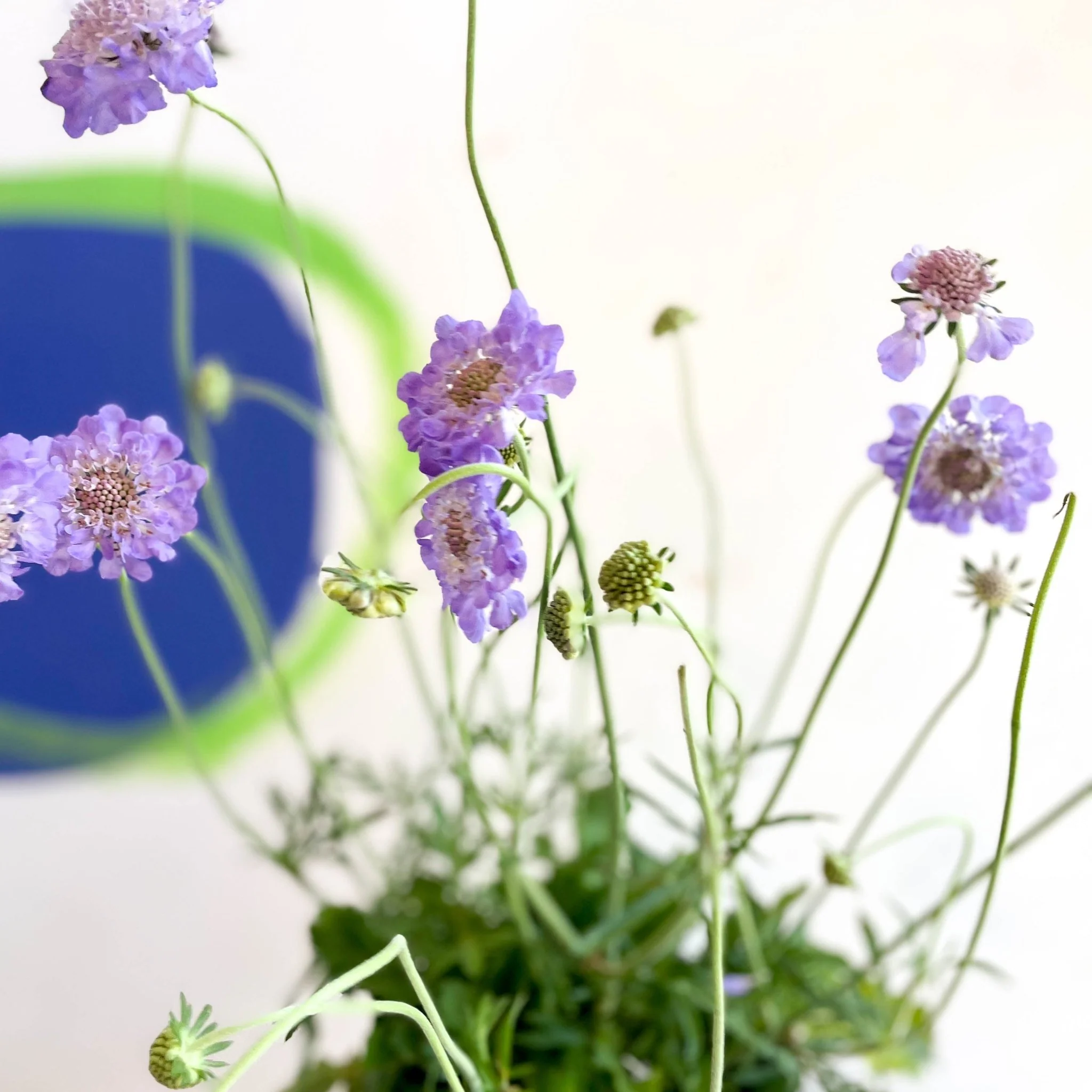 Scabiosa columbaria 'Butterfly Blue' - Pincushion Flower - Image 4