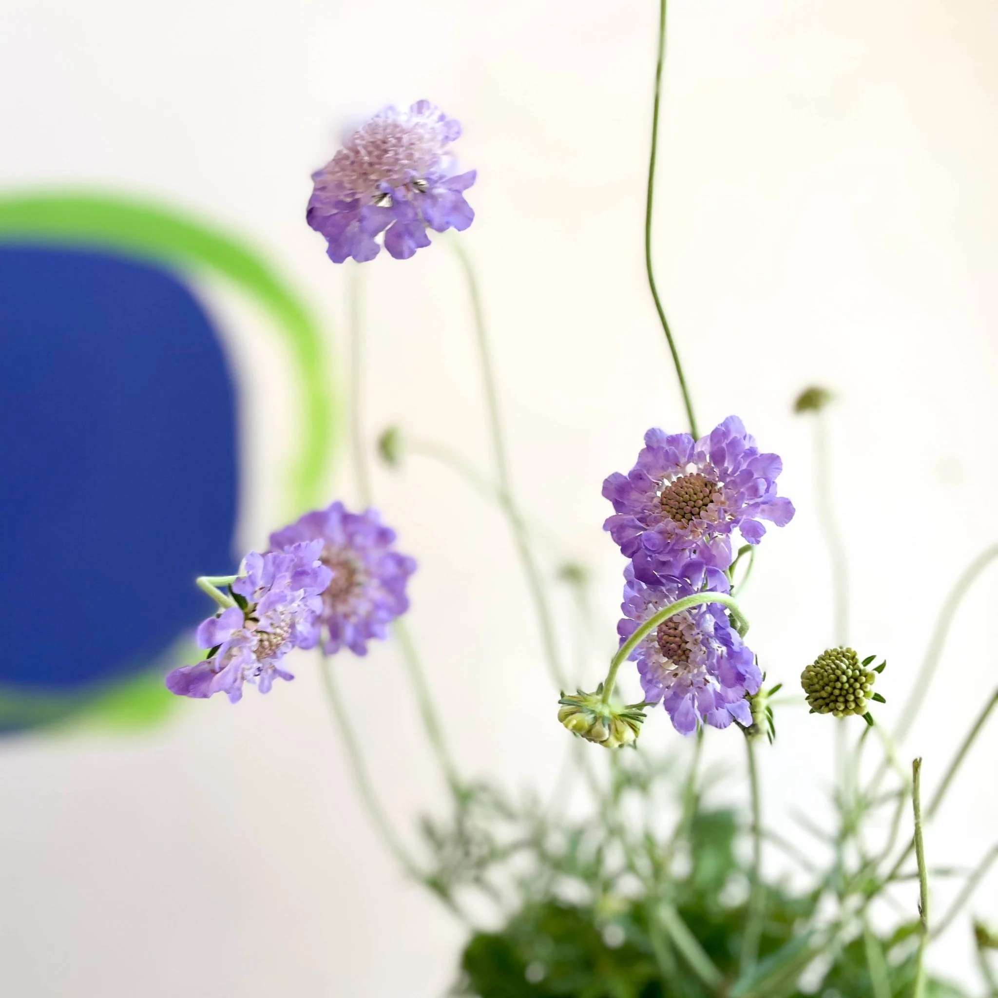 Scabiosa columbaria 'Butterfly Blue' - Pincushion Flower - Image 5