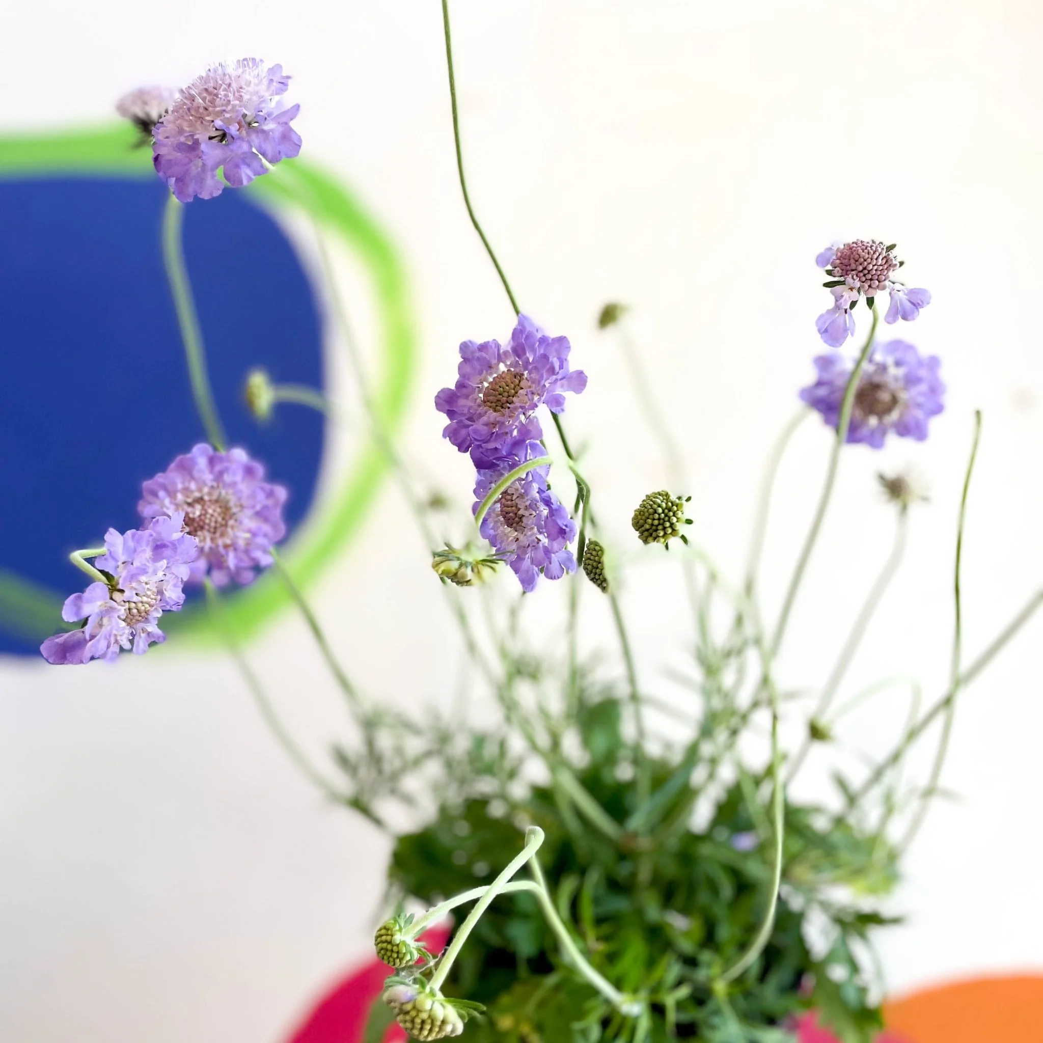 Scabiosa columbaria 'Butterfly Blue' - Pincushion Flower - Image 6