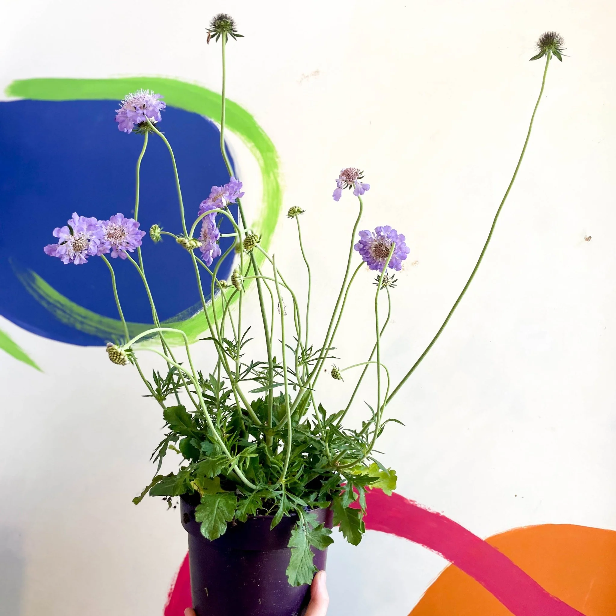 Scabiosa columbaria 'Butterfly Blue' - Pincushion Flower - Image 7