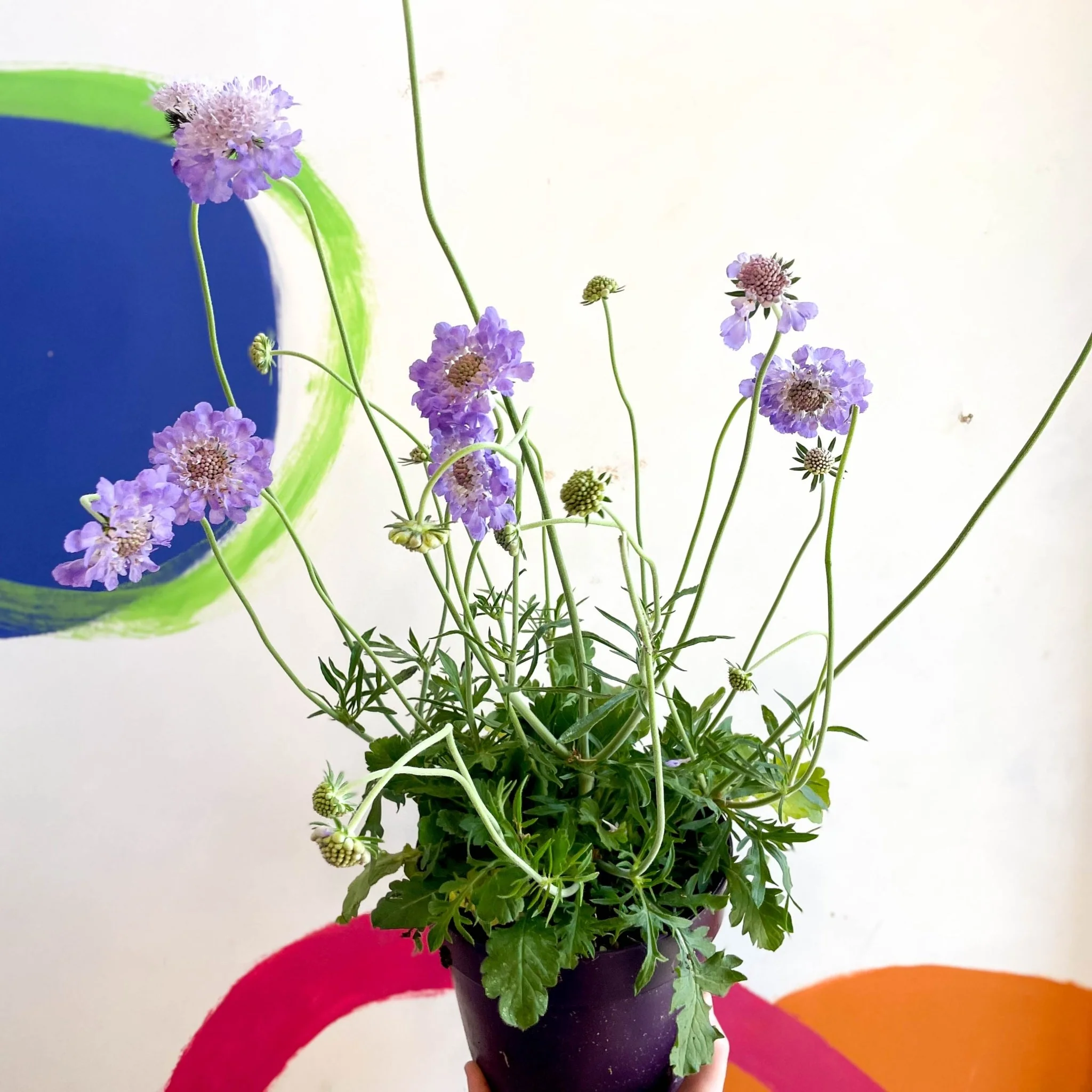 Scabiosa columbaria 'Butterfly Blue' - Pincushion Flower - Image 8