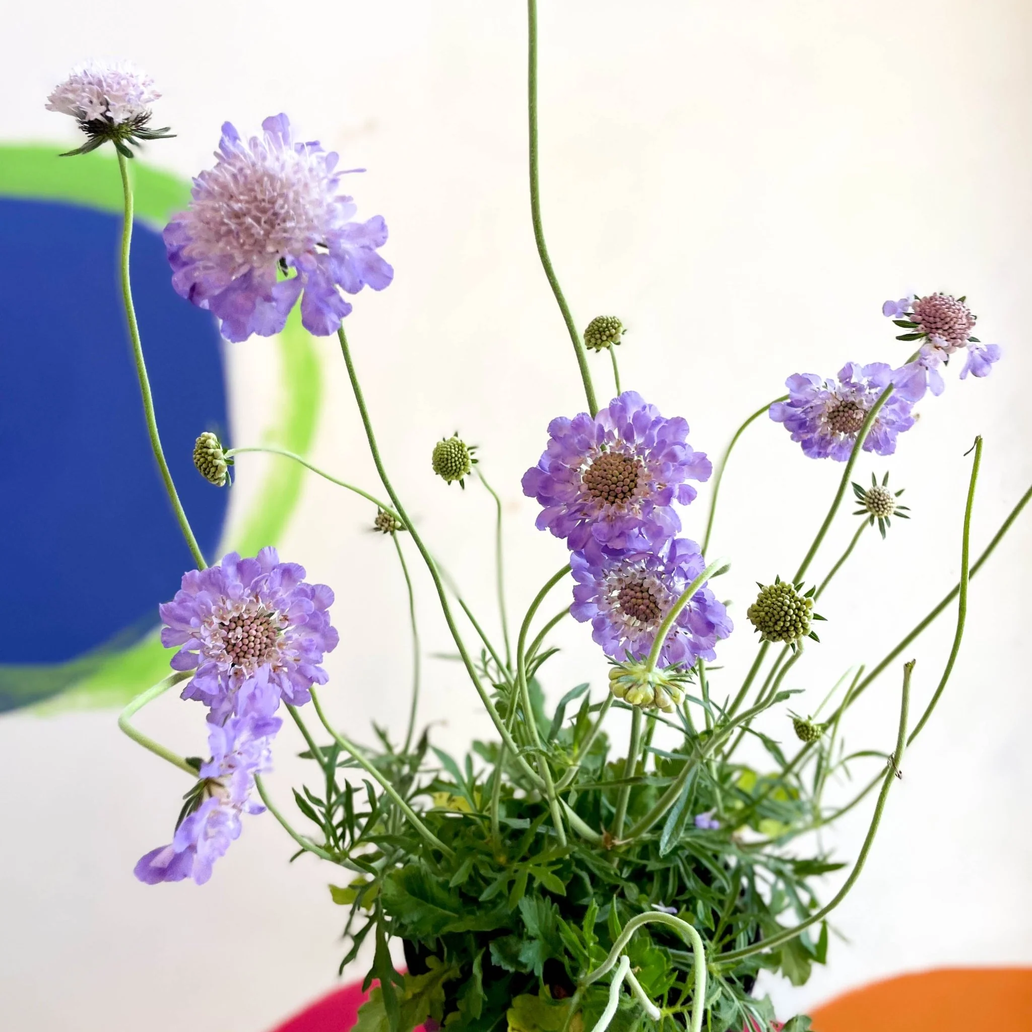 Scabiosa columbaria 'Butterfly Blue' - Pincushion Flower - Image 9