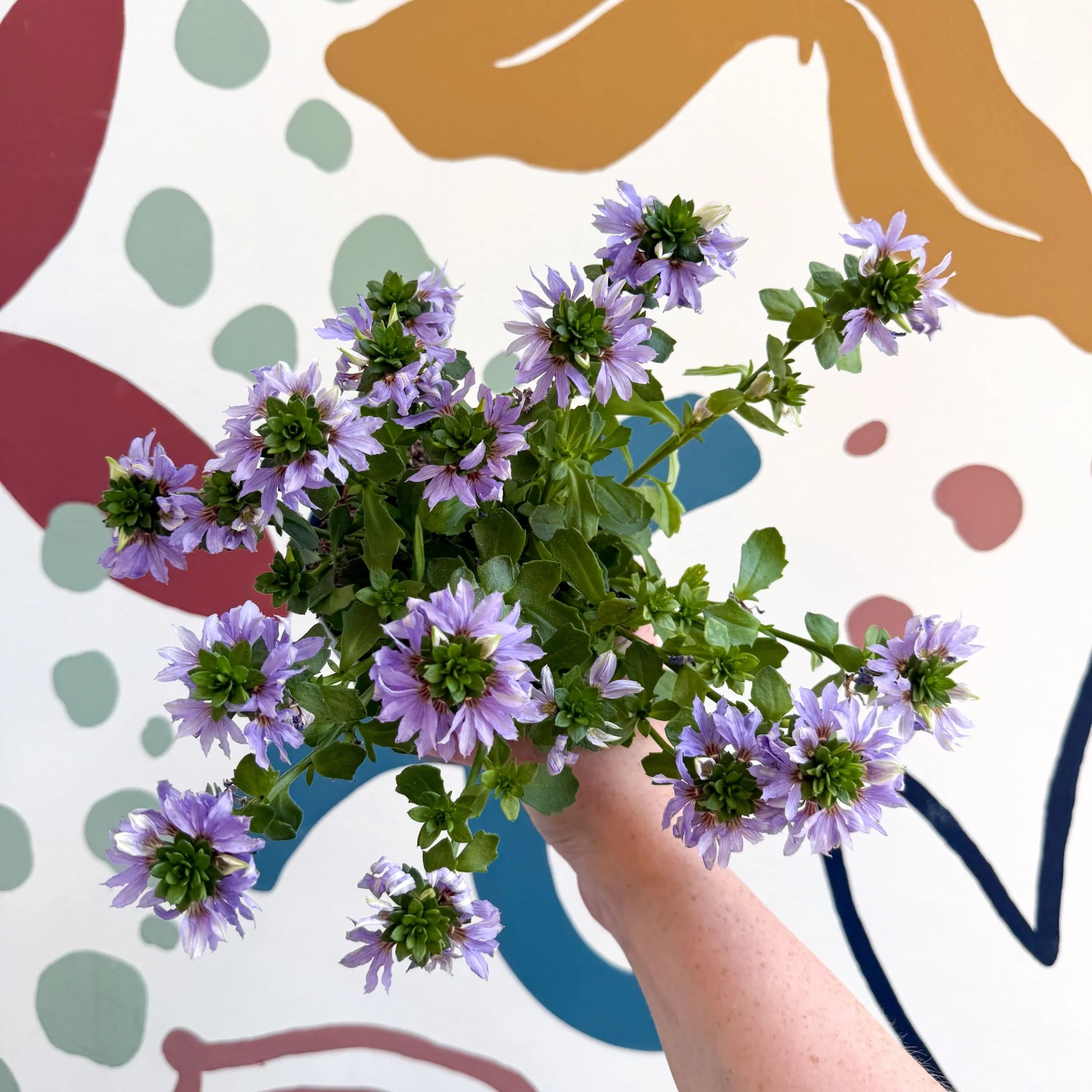 Scaevola ‘A Blue Touch’ - Fan Flower
