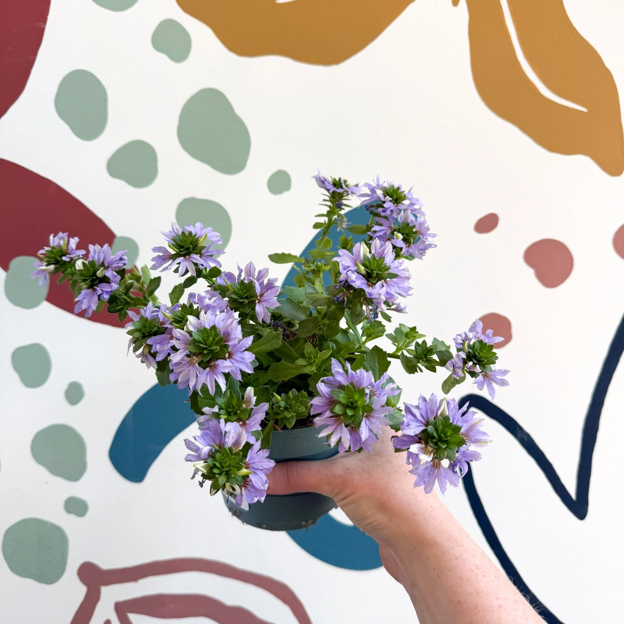 Scaevola ‘A Blue Touch’ - Fan Flower - Image 10