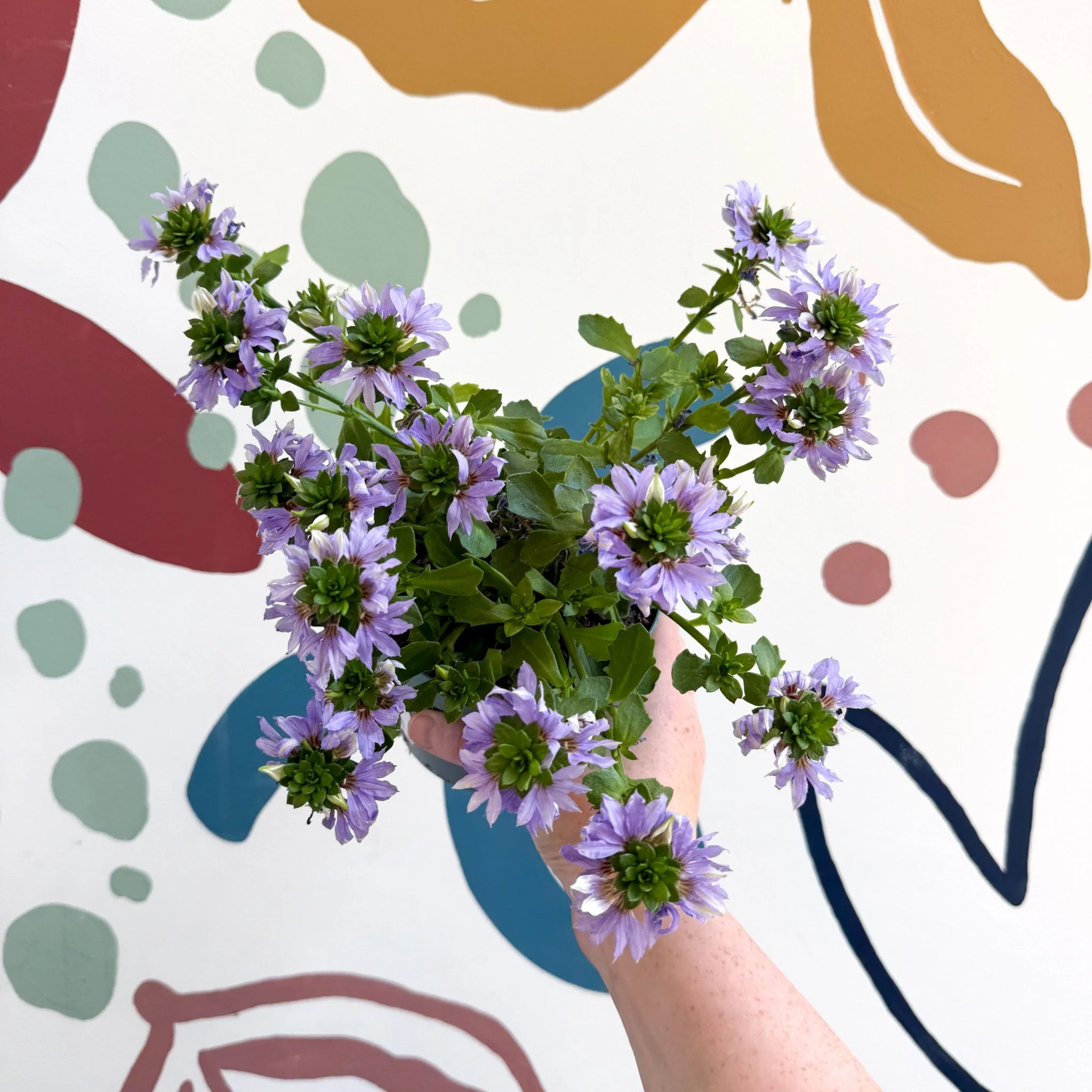 Scaevola ‘A Blue Touch’ - Fan Flower - Image 11