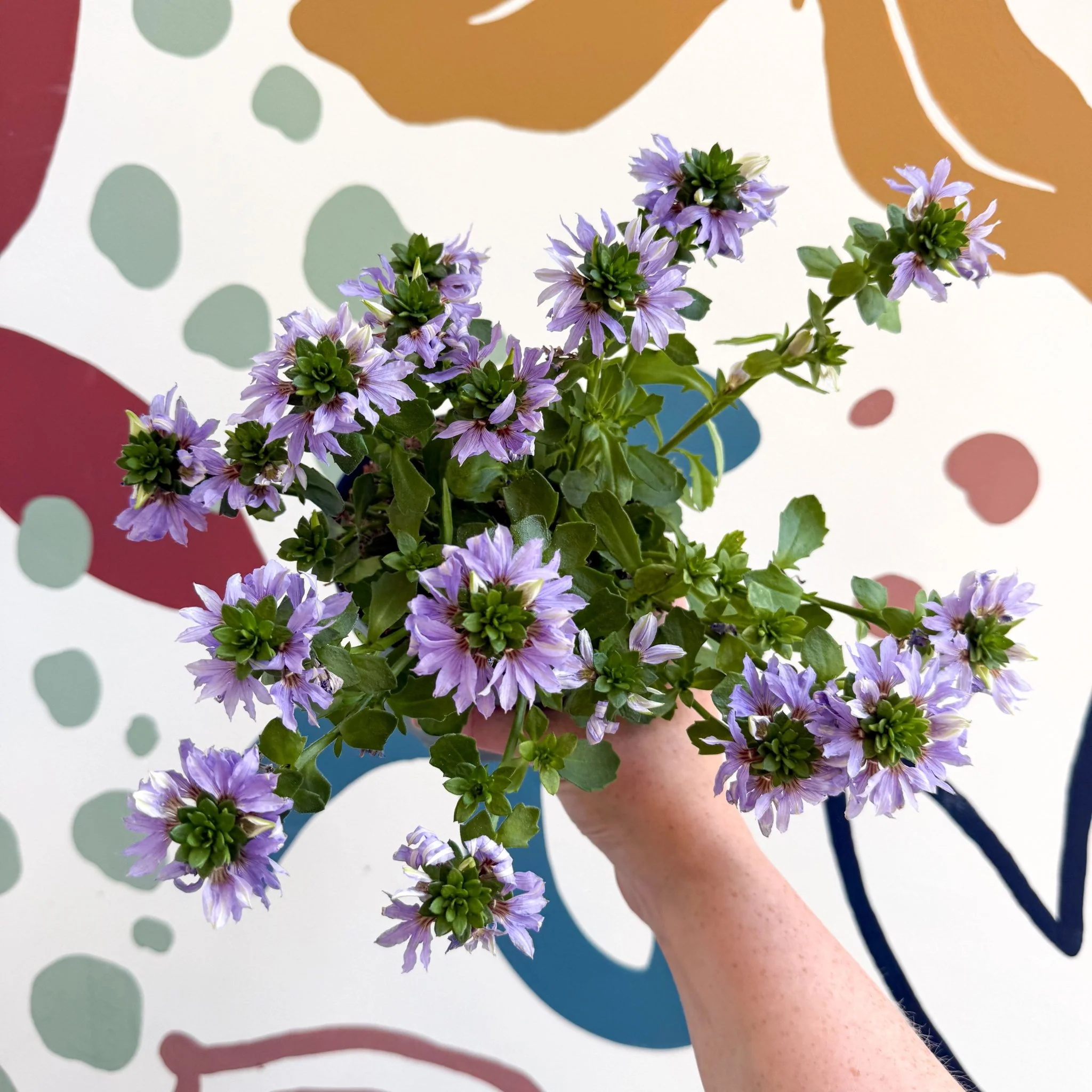 Scaevola ‘A Blue Touch’ - Fan Flower - Image 12