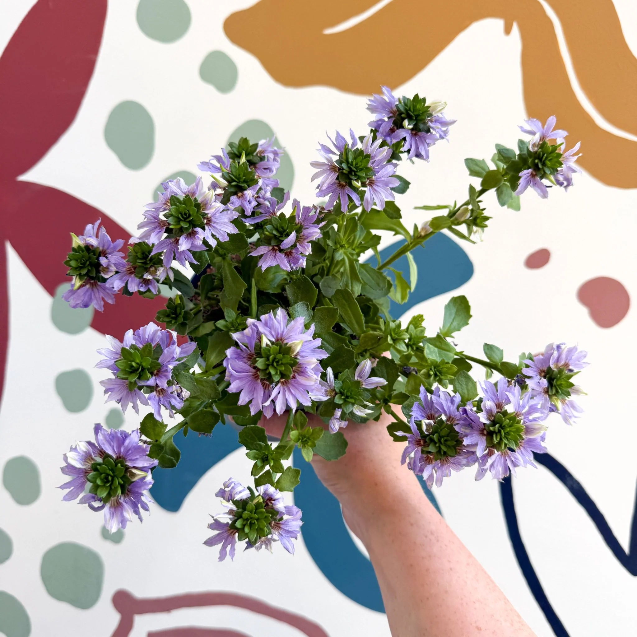 Scaevola ‘A Blue Touch’ - Fan Flower - Image 13
