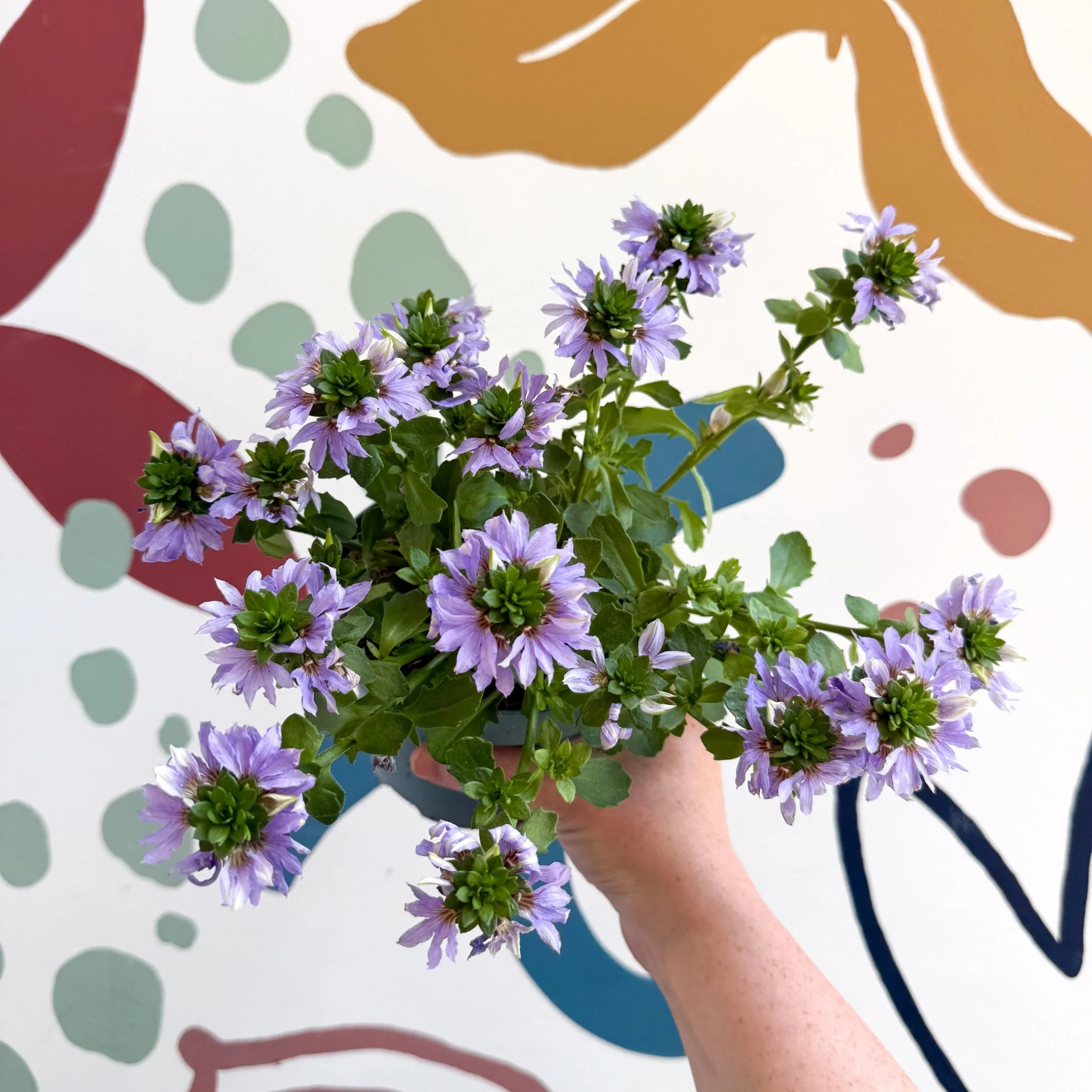 Scaevola ‘A Blue Touch’ - Fan Flower - Image 14