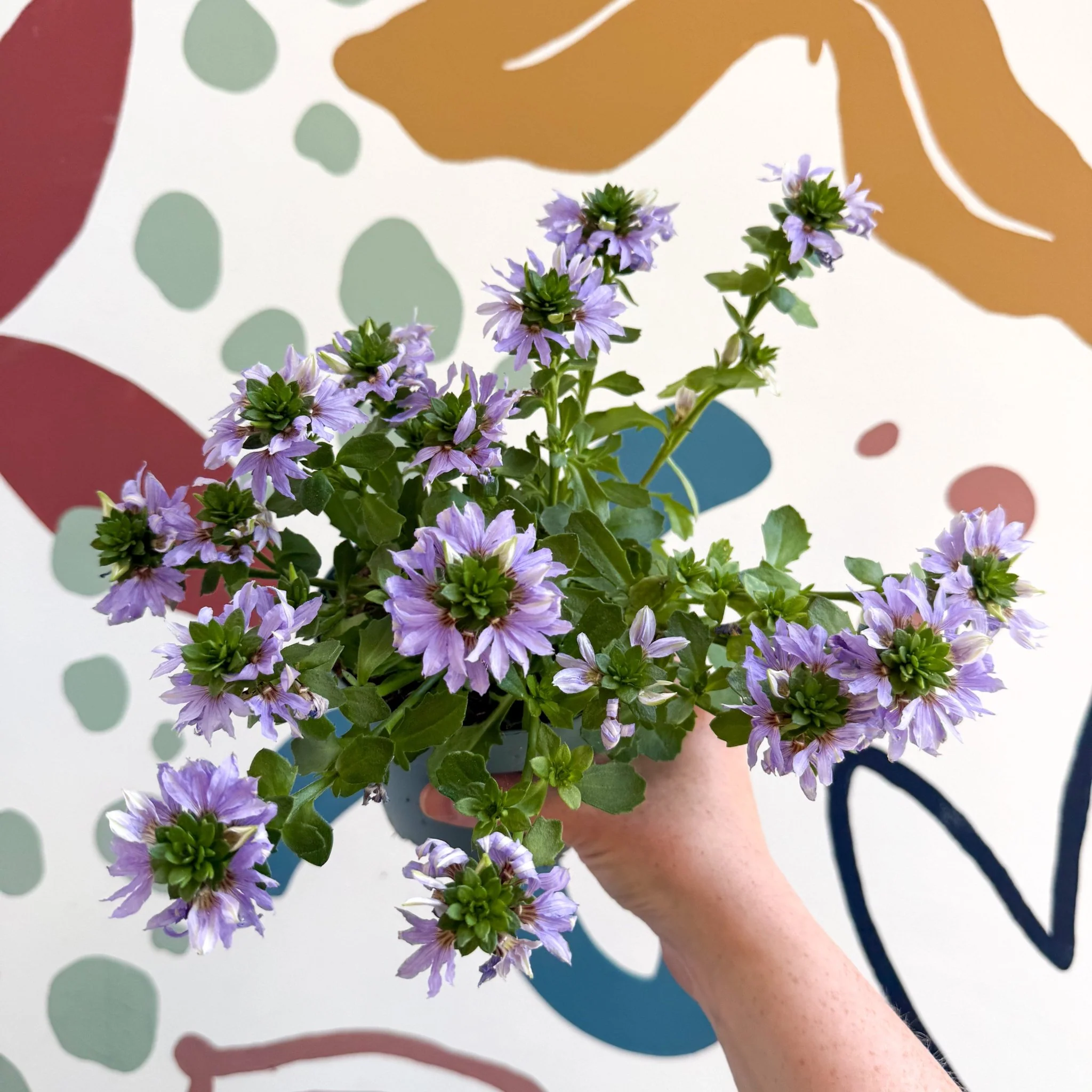 Scaevola ‘A Blue Touch’ - Fan Flower - Image 15