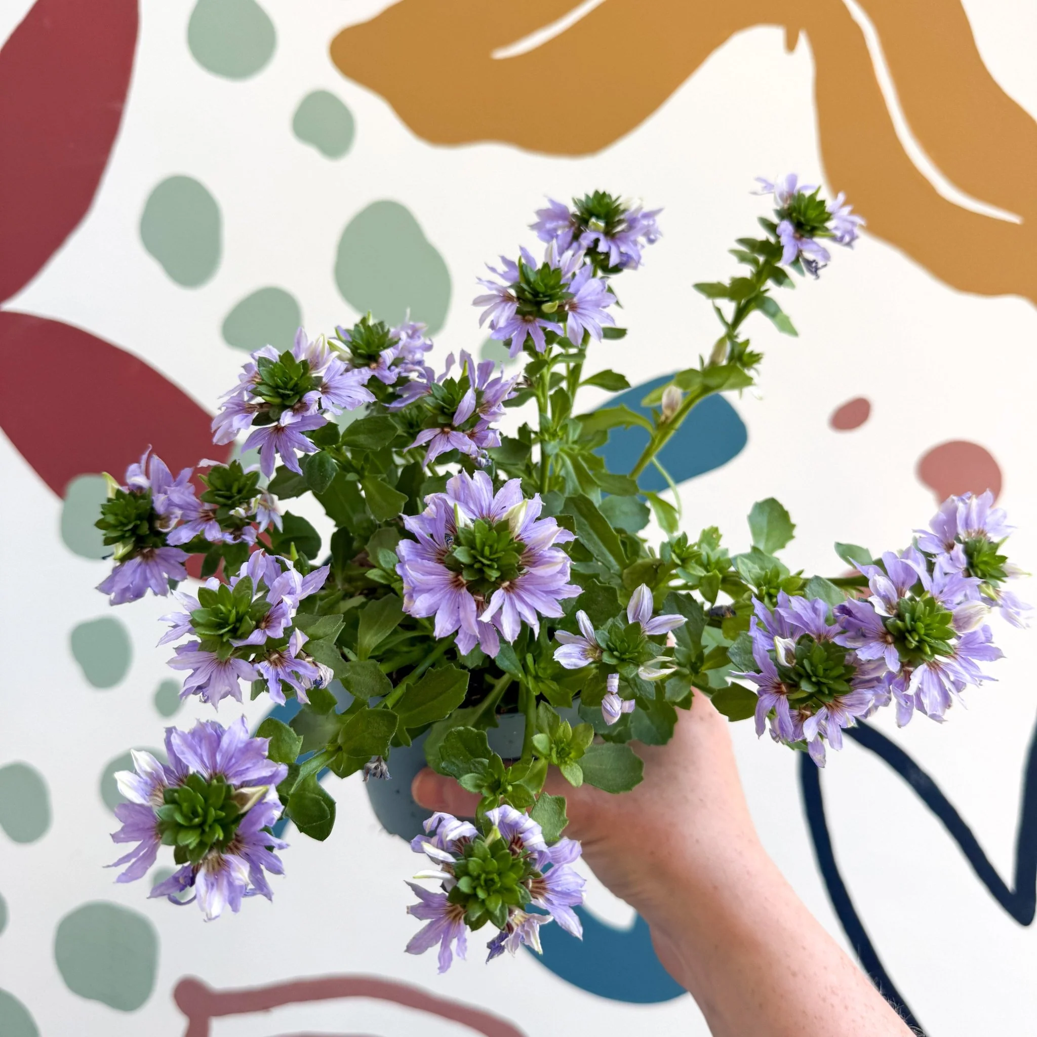 Scaevola ‘A Blue Touch’ - Fan Flower - Image 16