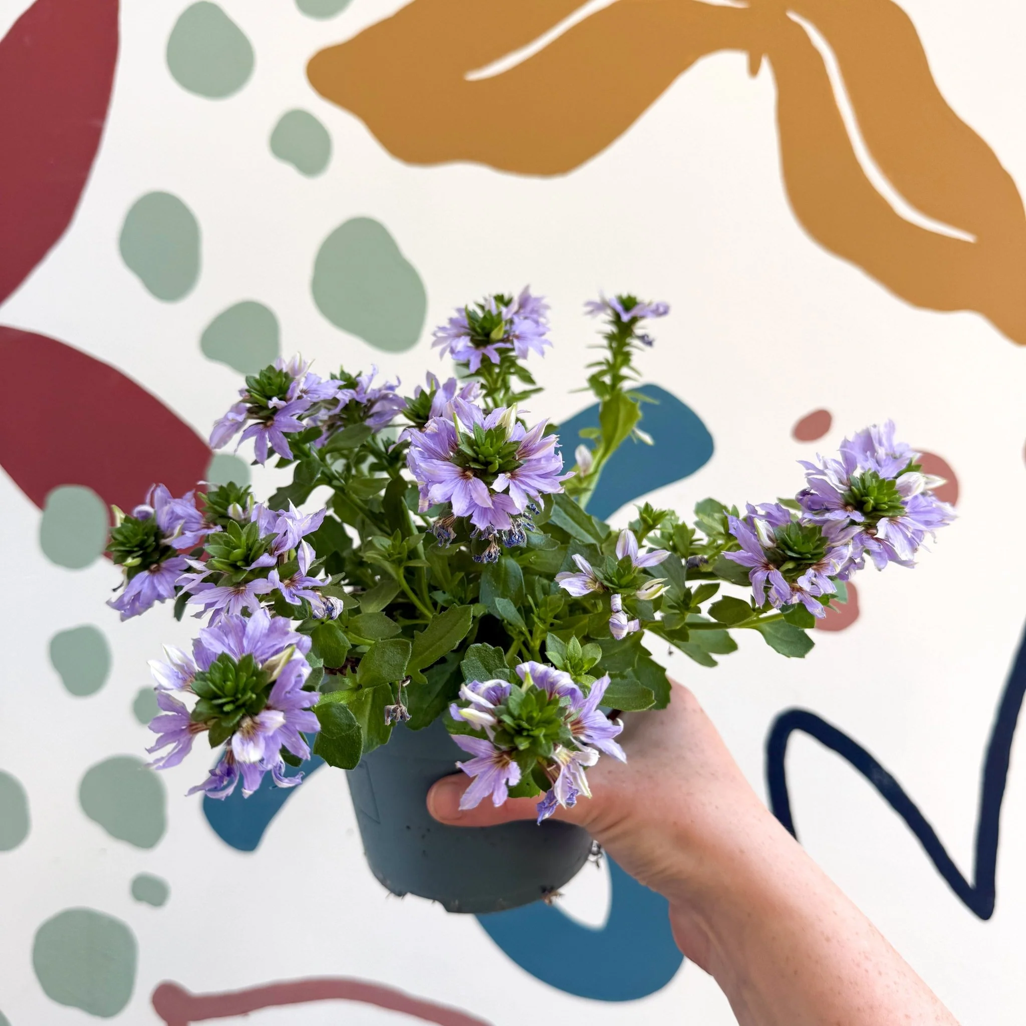 Scaevola ‘A Blue Touch’ - Fan Flower - Image 17