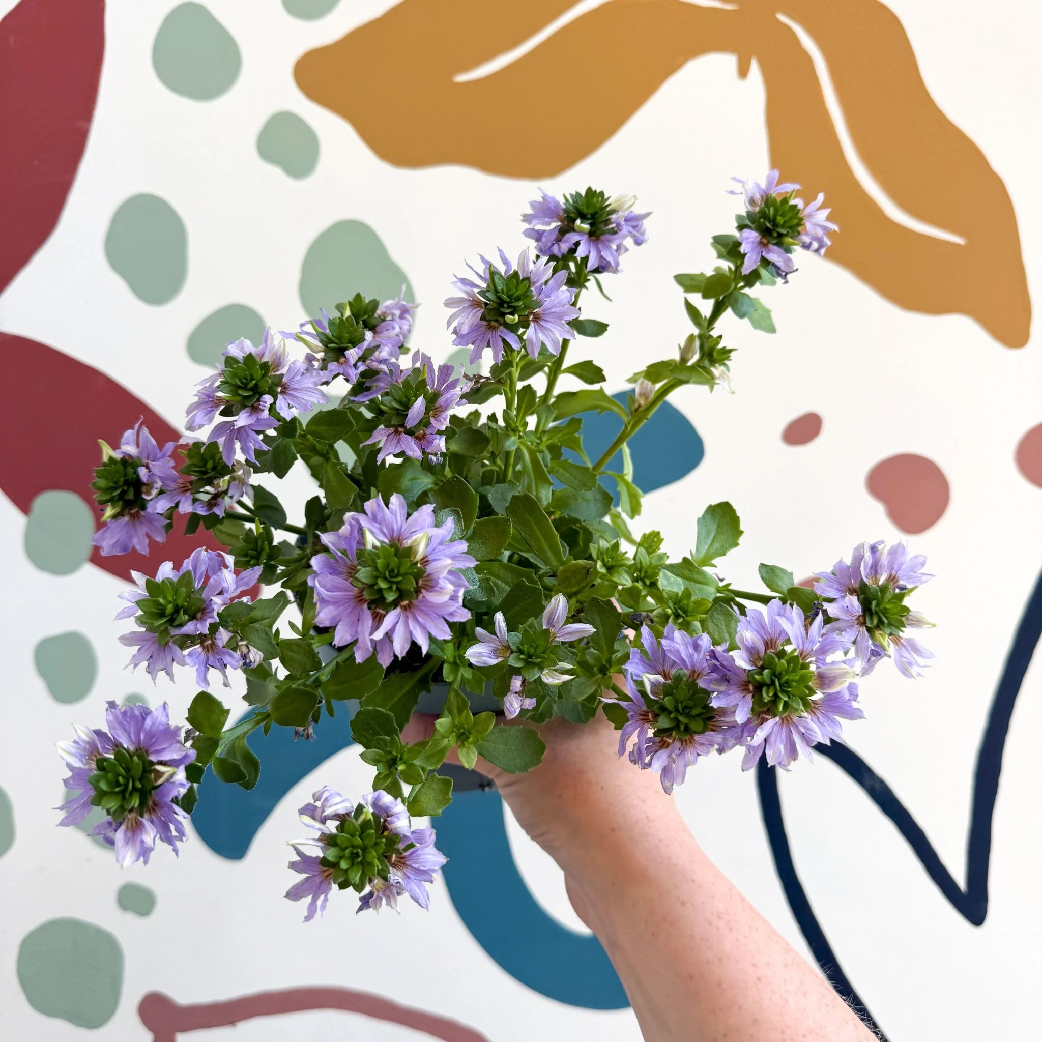 Scaevola ‘A Blue Touch’ - Fan Flower - Image 18