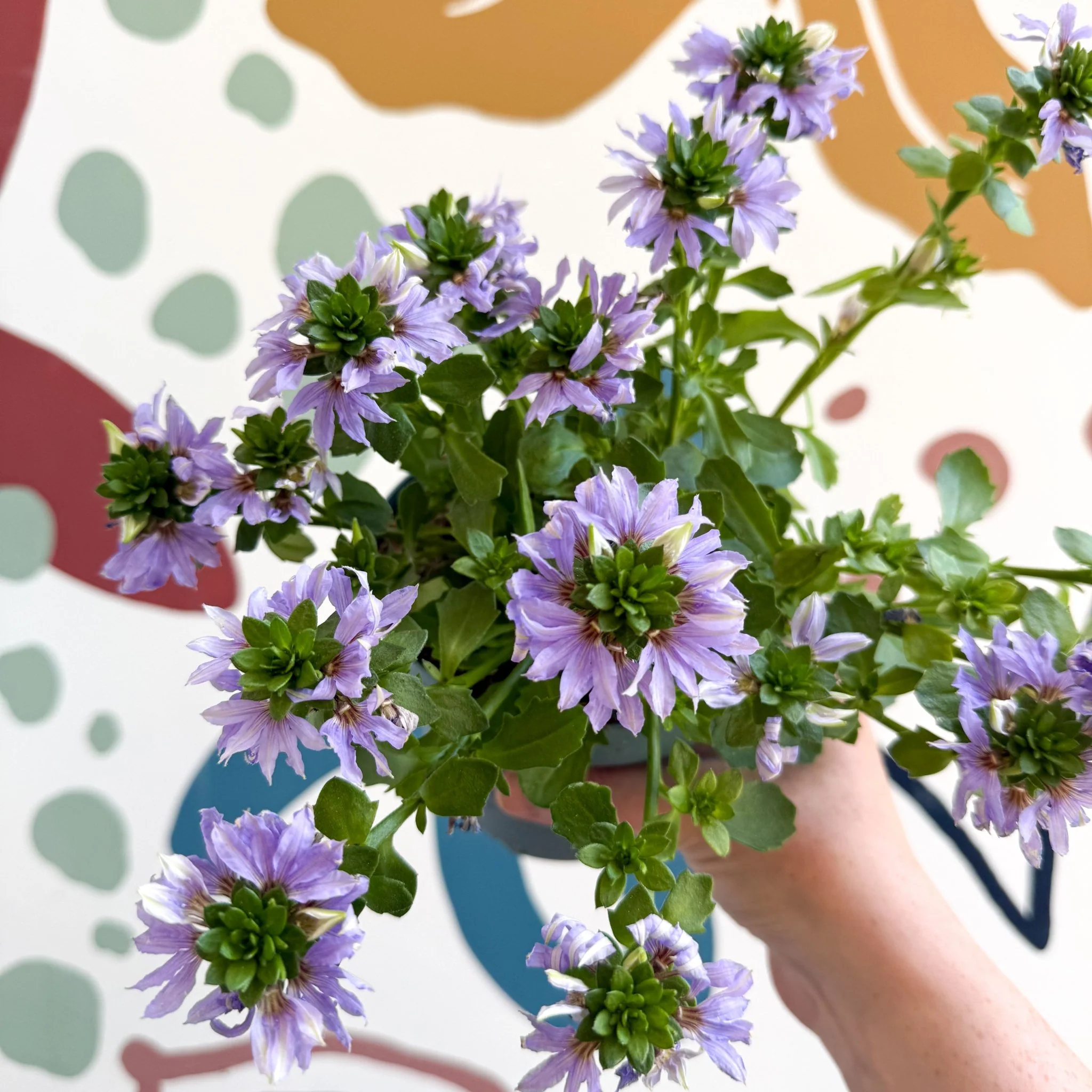 Scaevola ‘A Blue Touch’ - Fan Flower - Image 2