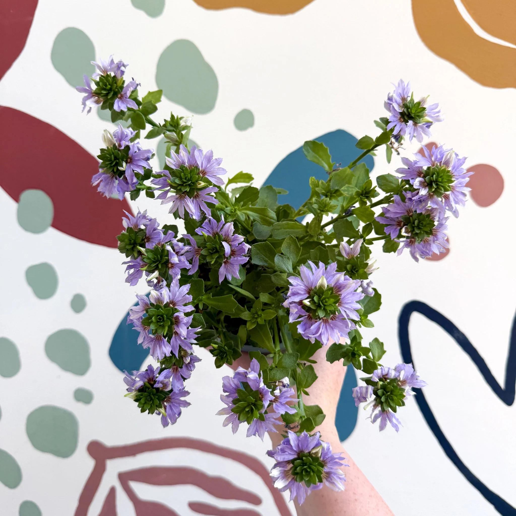 Scaevola ‘A Blue Touch’ - Fan Flower - Image 3