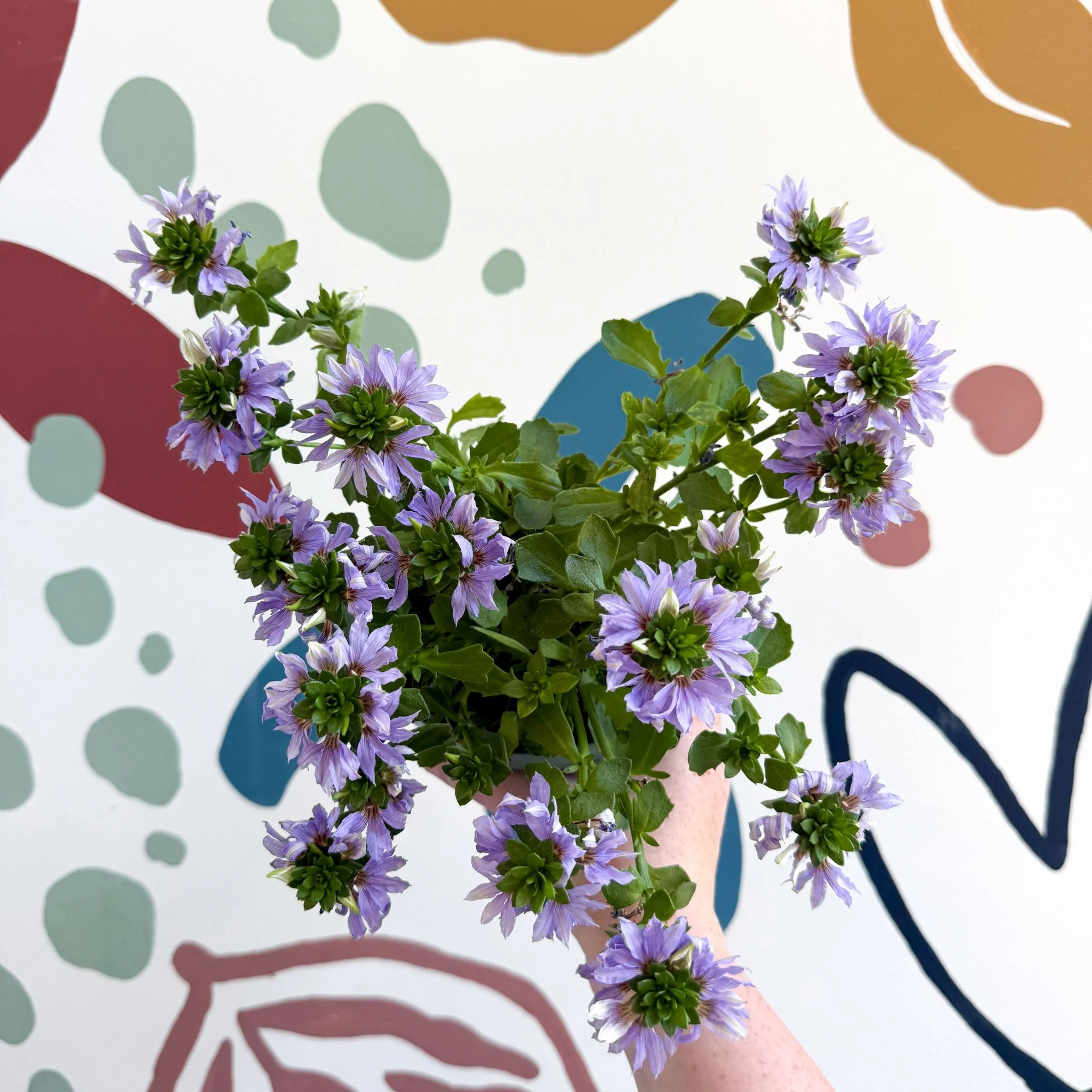 Scaevola ‘A Blue Touch’ - Fan Flower - Image 4