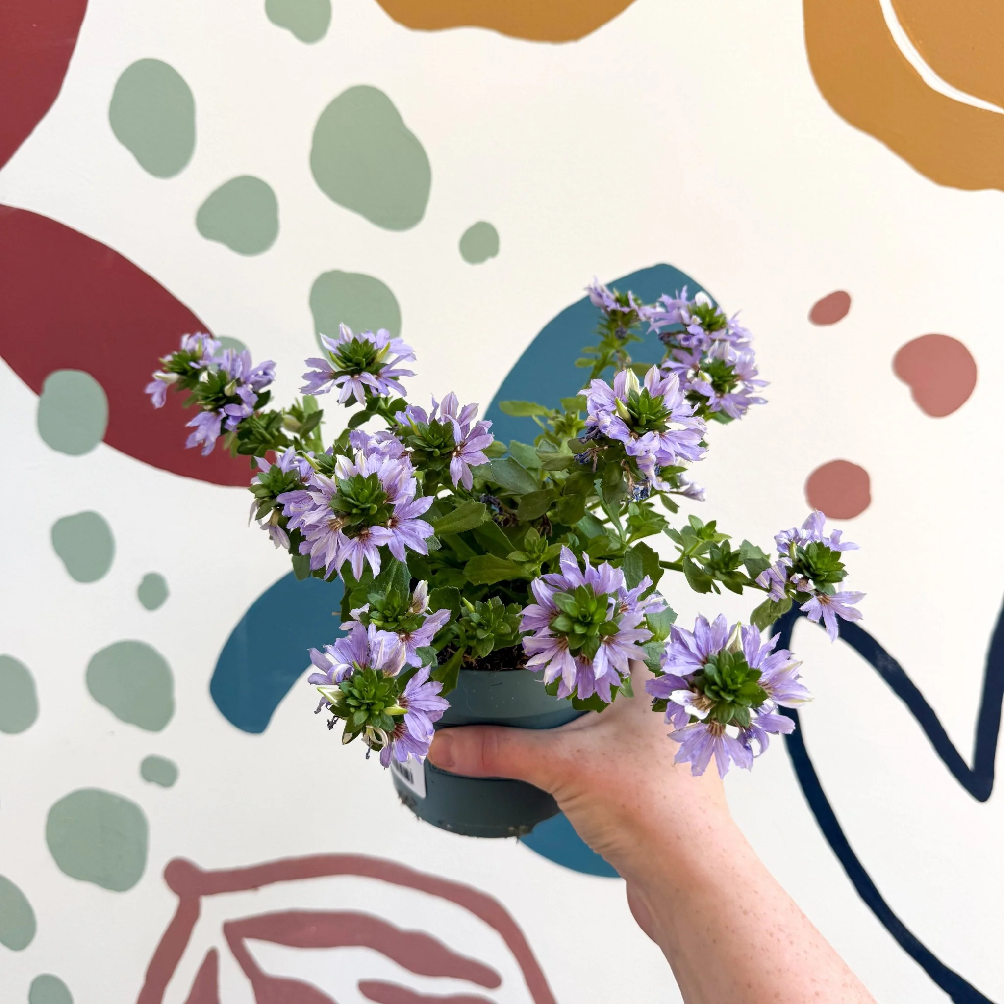 Scaevola ‘A Blue Touch’ - Fan Flower - Image 5