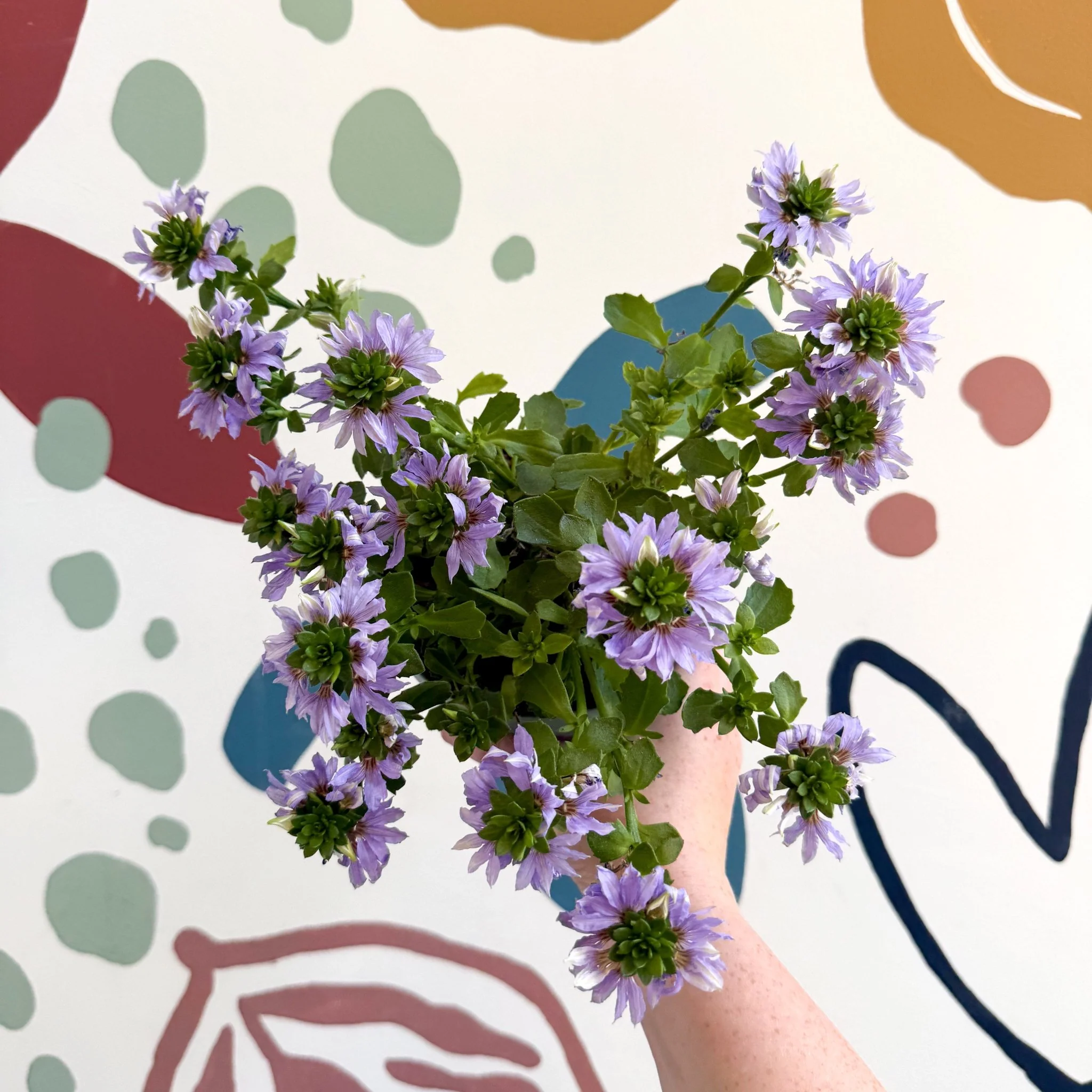Scaevola ‘A Blue Touch’ - Fan Flower - Image 6