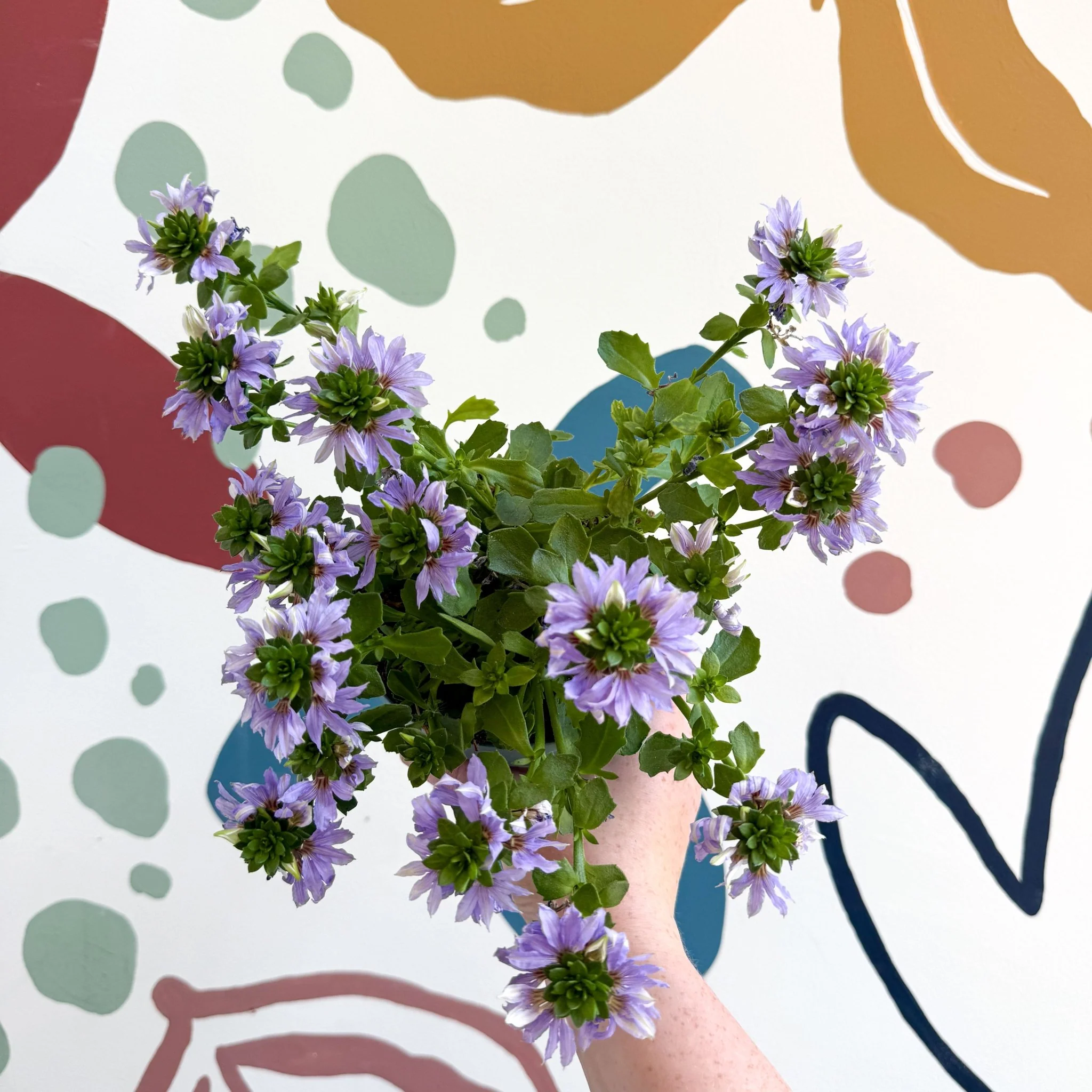 Scaevola ‘A Blue Touch’ - Fan Flower - Image 7