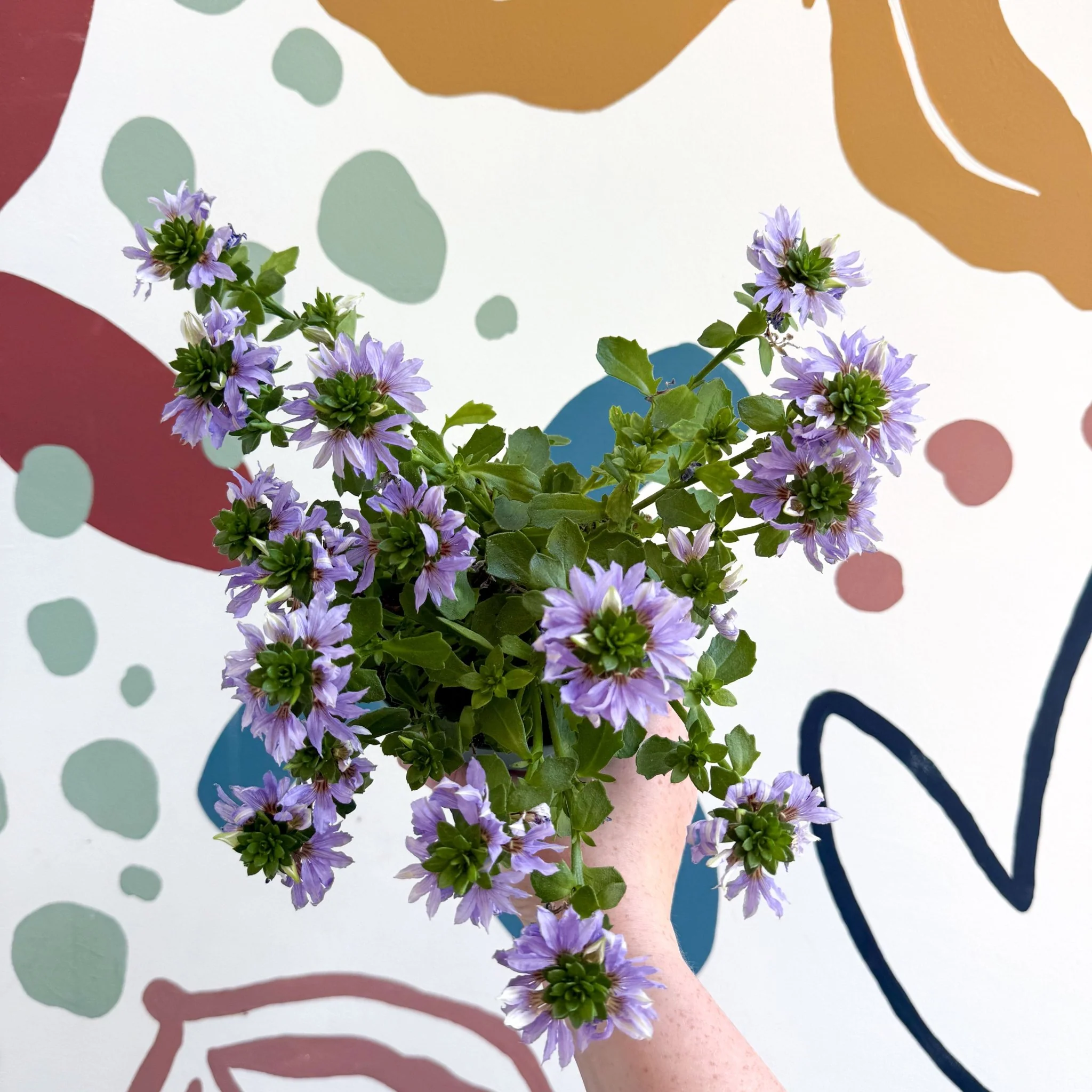 Scaevola ‘A Blue Touch’ - Fan Flower - Image 8