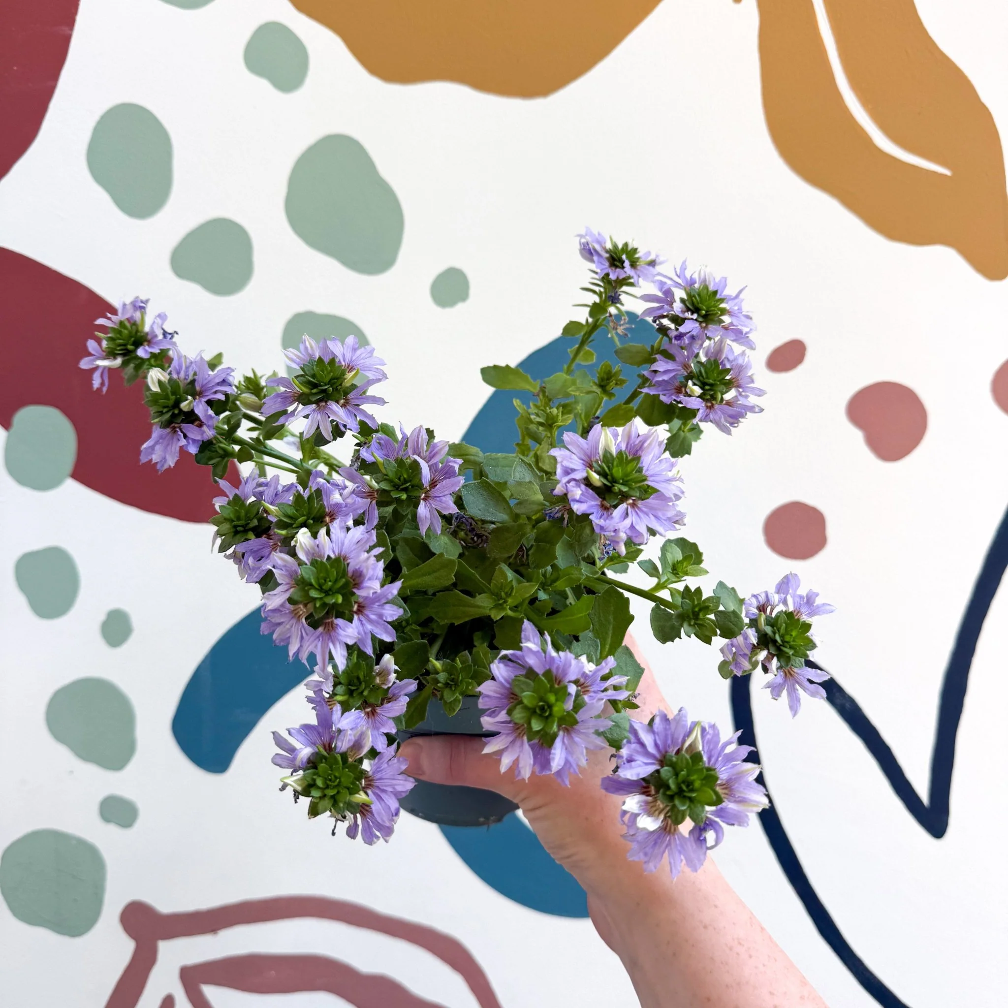 Scaevola ‘A Blue Touch’ - Fan Flower - Image 9