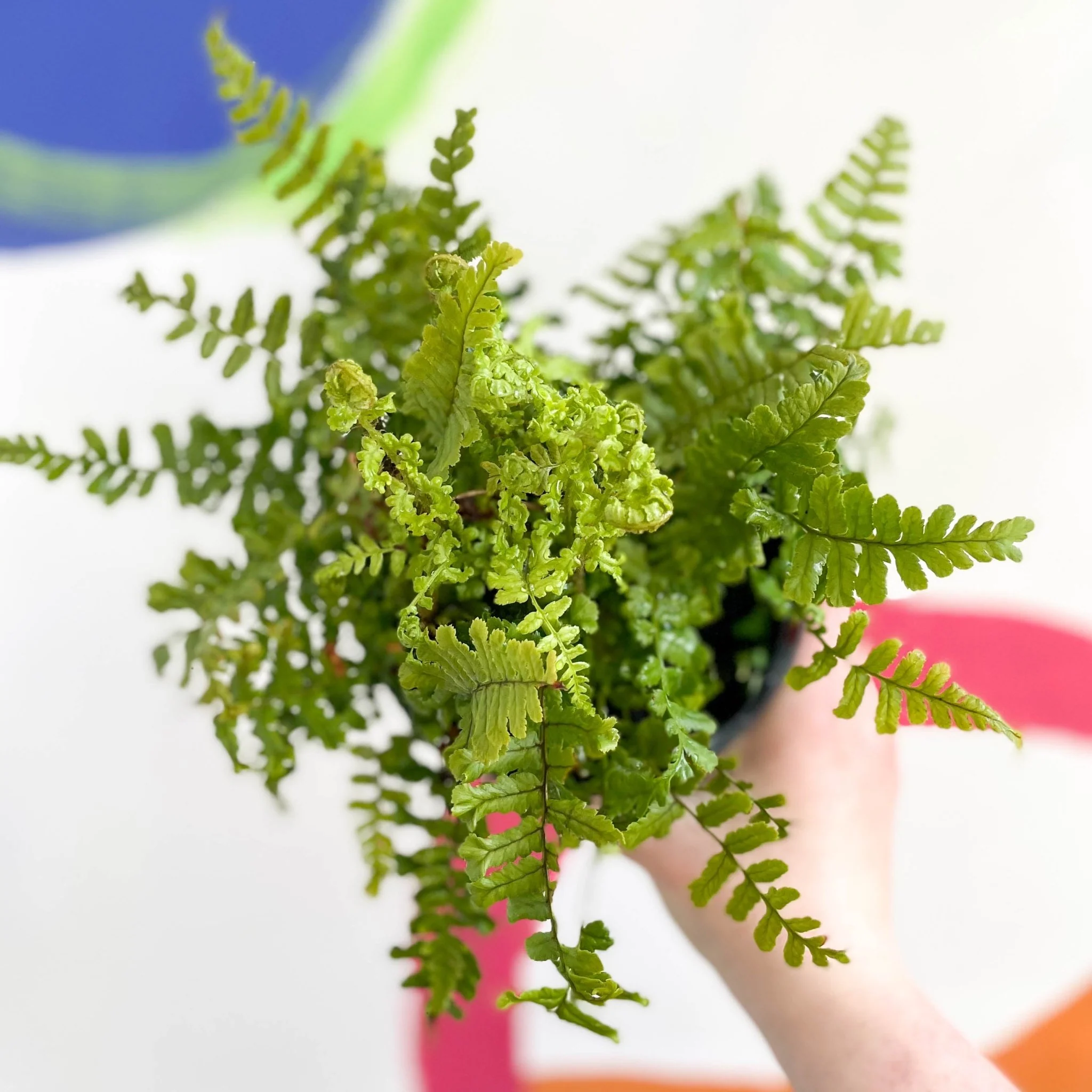 Scaly Male Fern - Dryopteris affinis 'Cristata The King' - British Grown - Hardy Semi Evergreen Fern