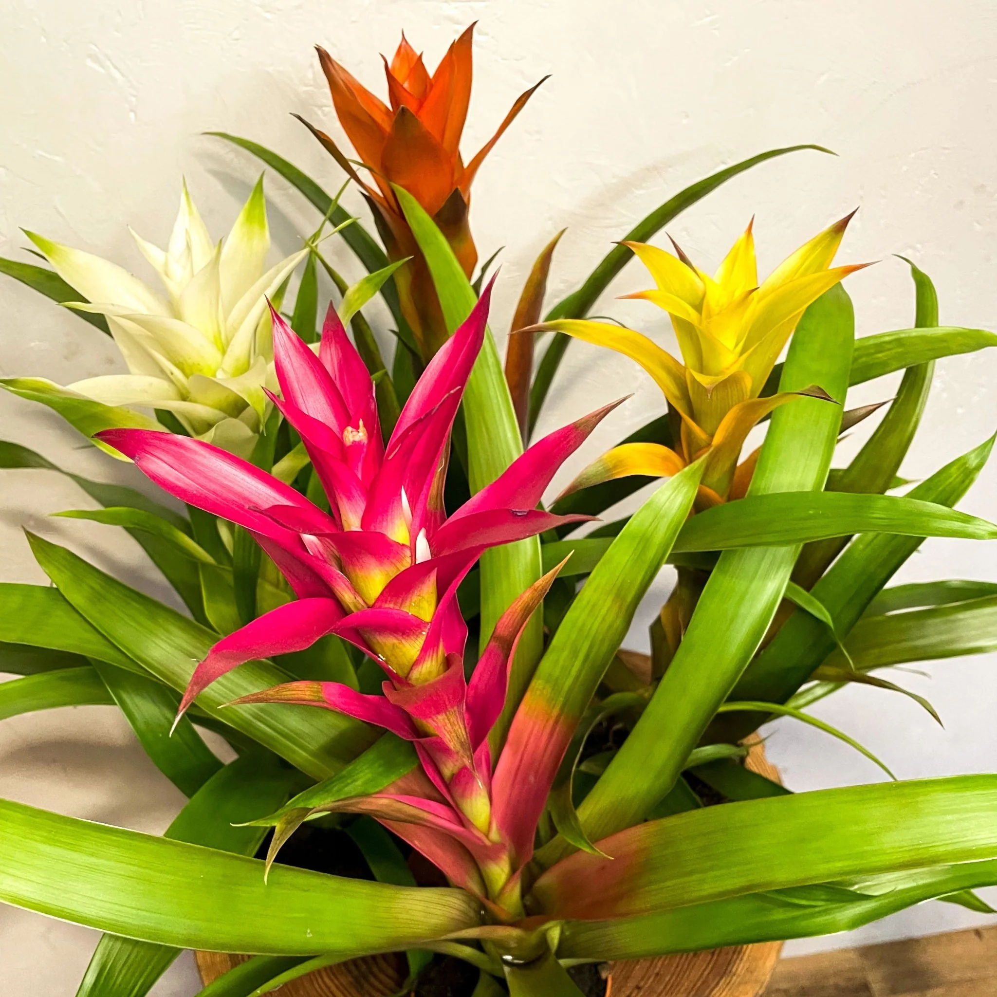 Scarlet Star - Guzmania - Bromeliad