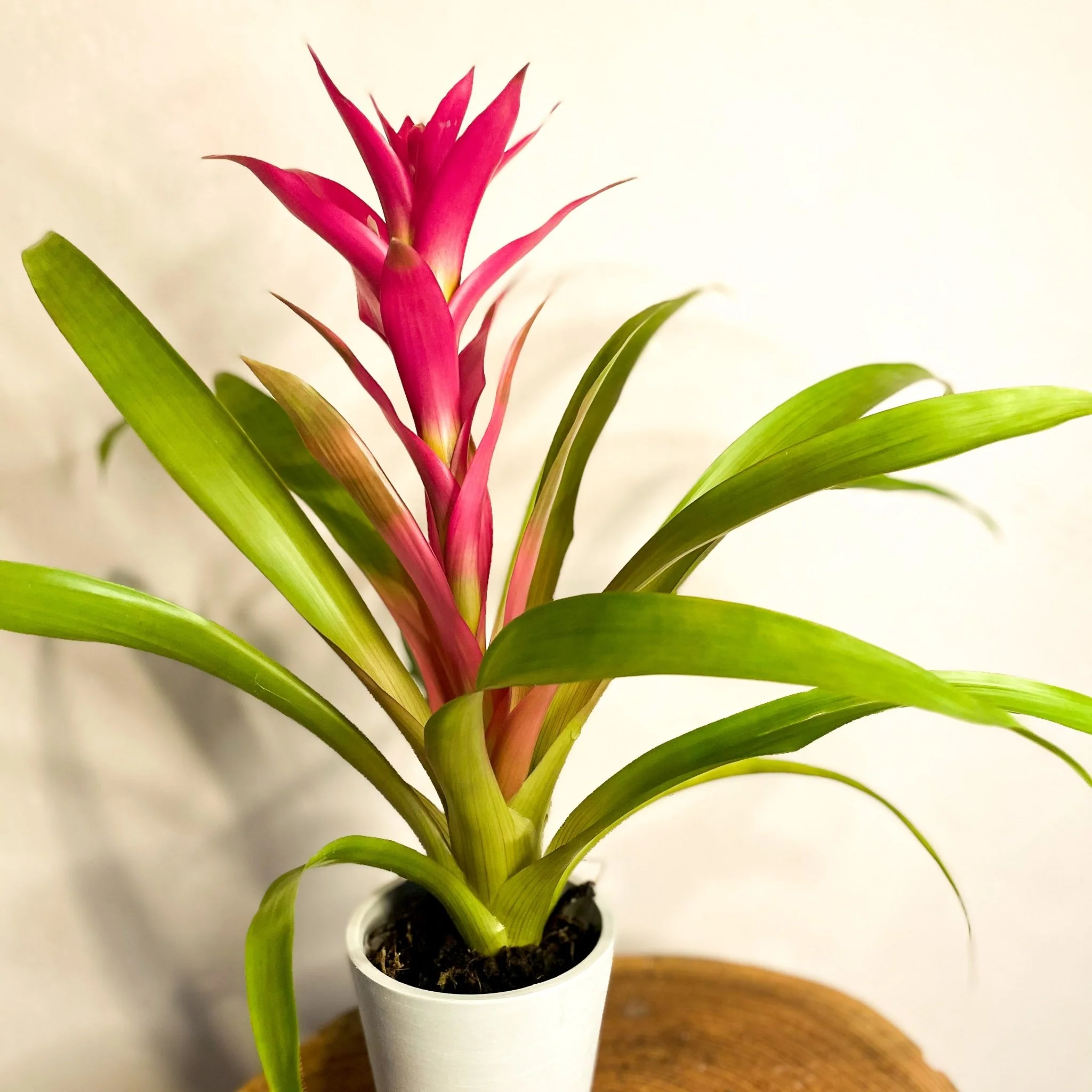 Scarlet Star - Guzmania - Bromeliad - Image 2