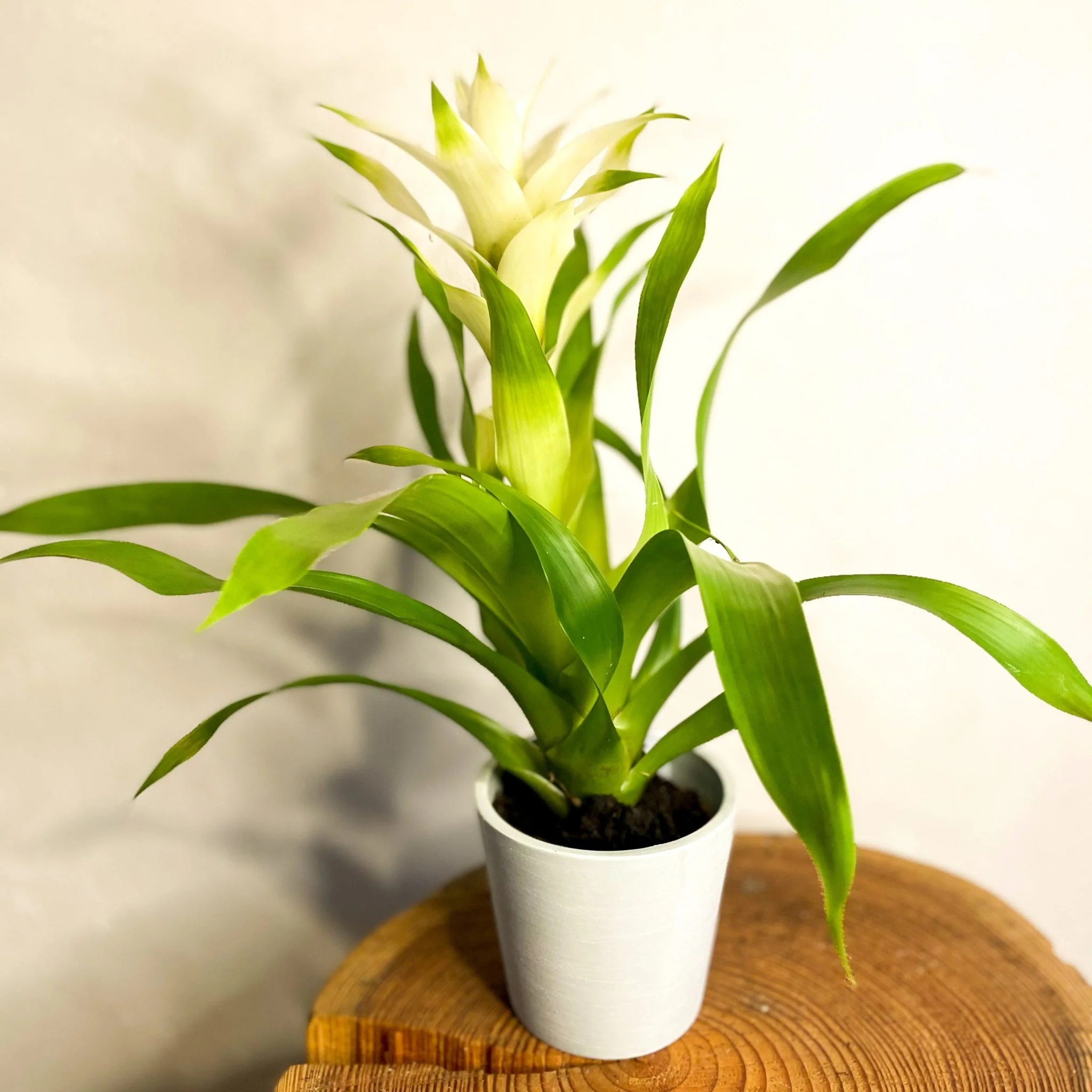 Scarlet Star - Guzmania - Bromeliad - Image 3