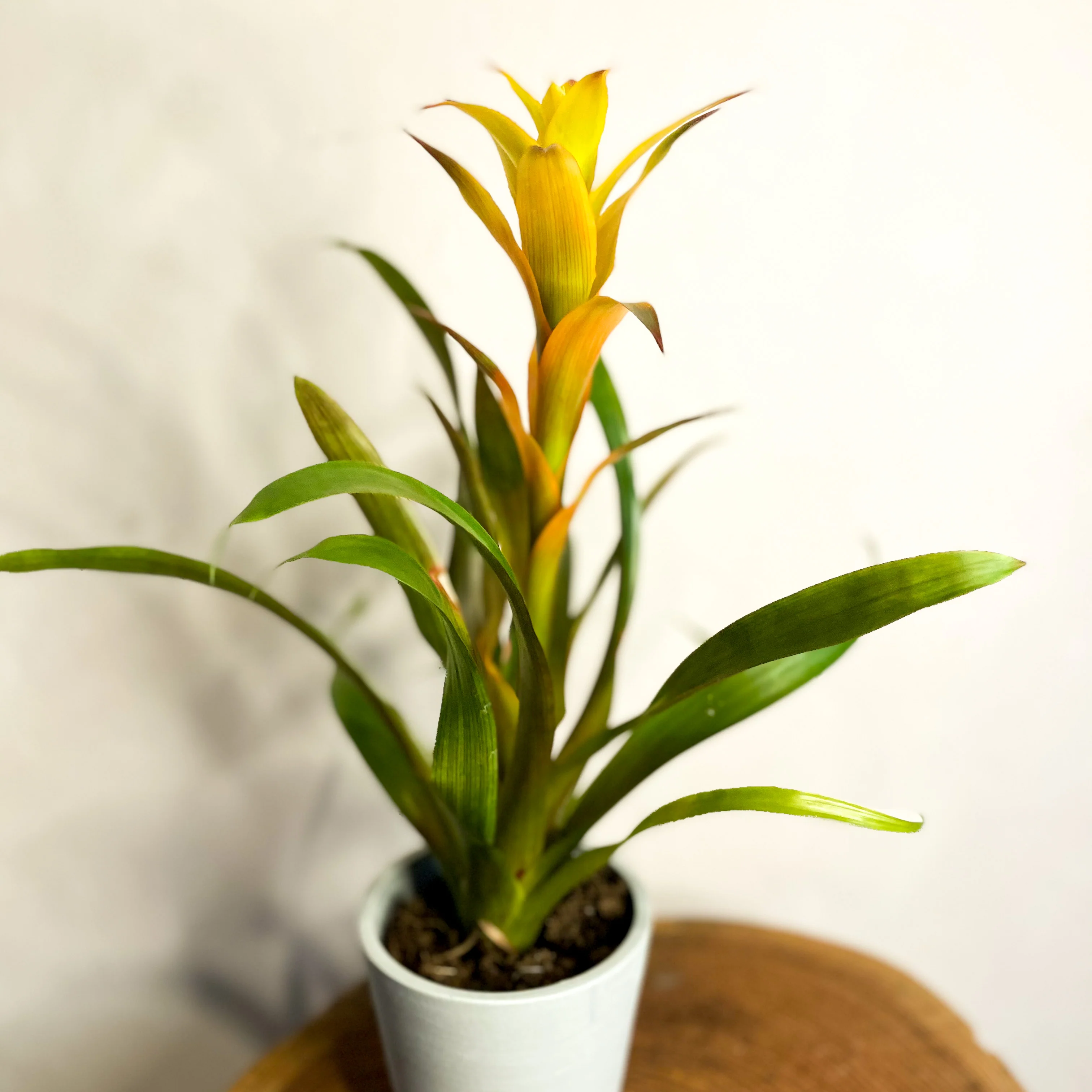 Scarlet Star - Guzmania - Bromeliad - Image 4