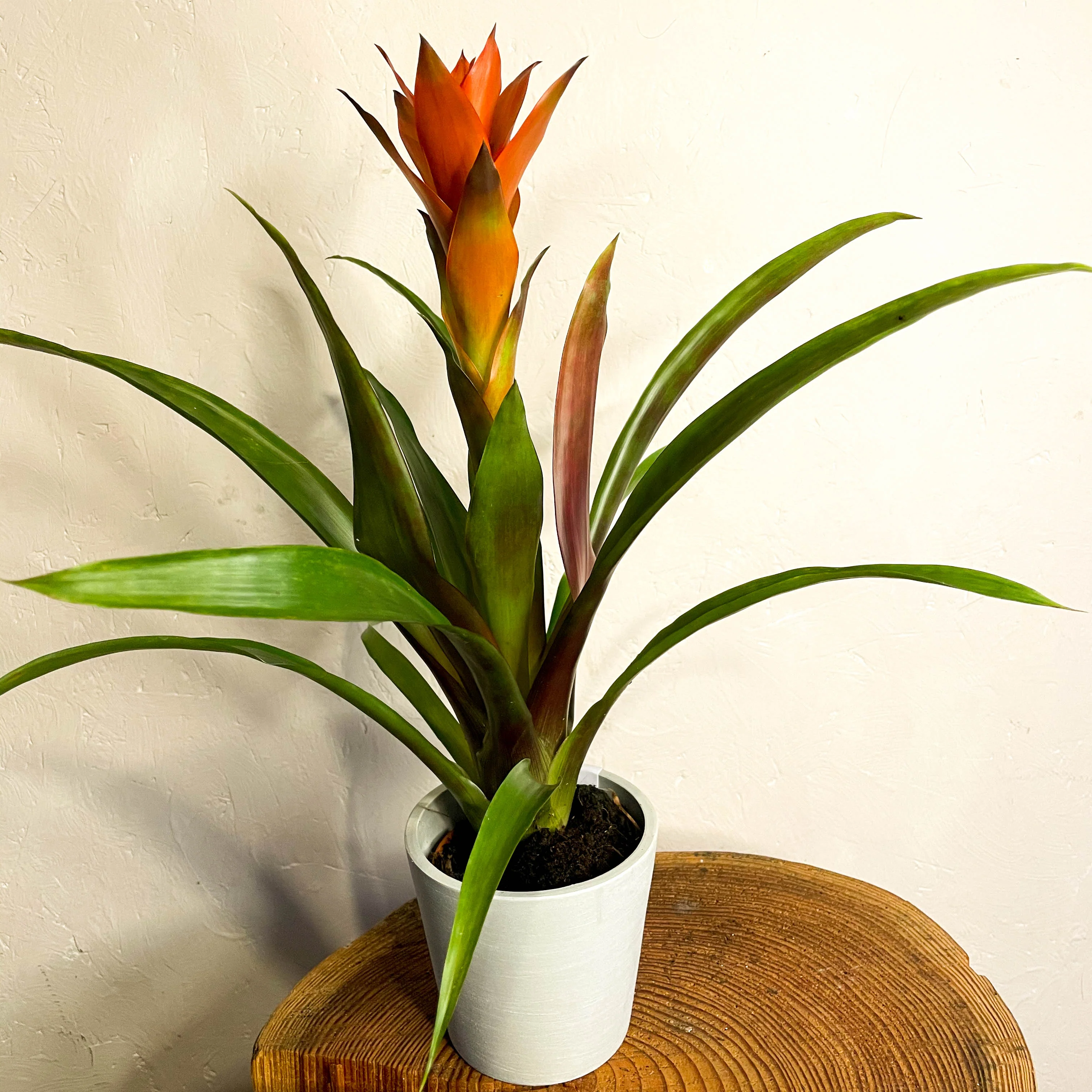 Scarlet Star - Guzmania - Bromeliad - Image 5