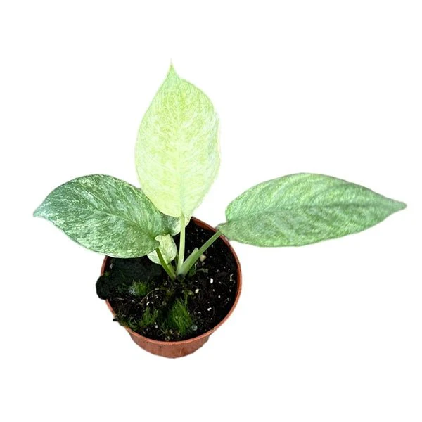 Schismatoglottis longispatha variegata - Image 2