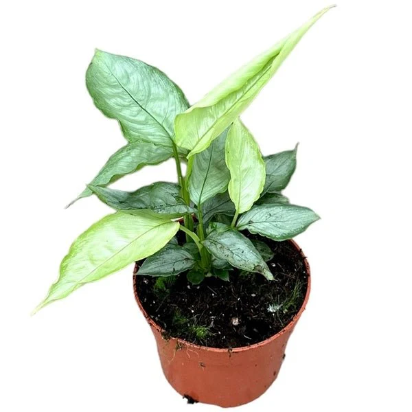 Schismatoglottis Sp. 'Silver Form' - Image 2