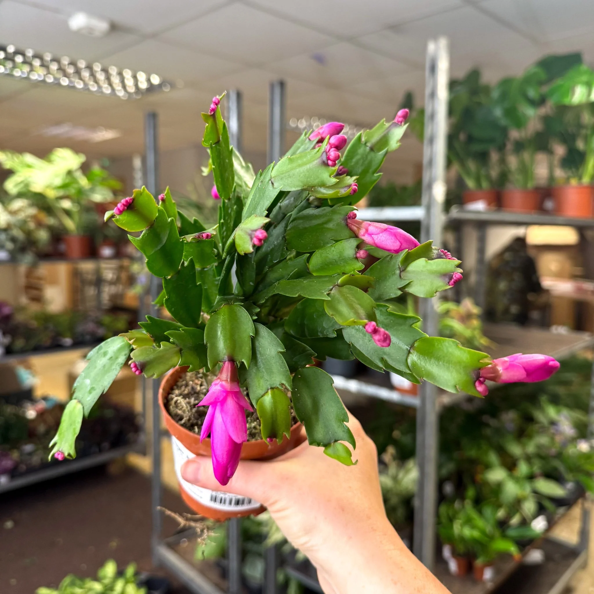 Schlumbergera - Bright Pink Holiday Cactus