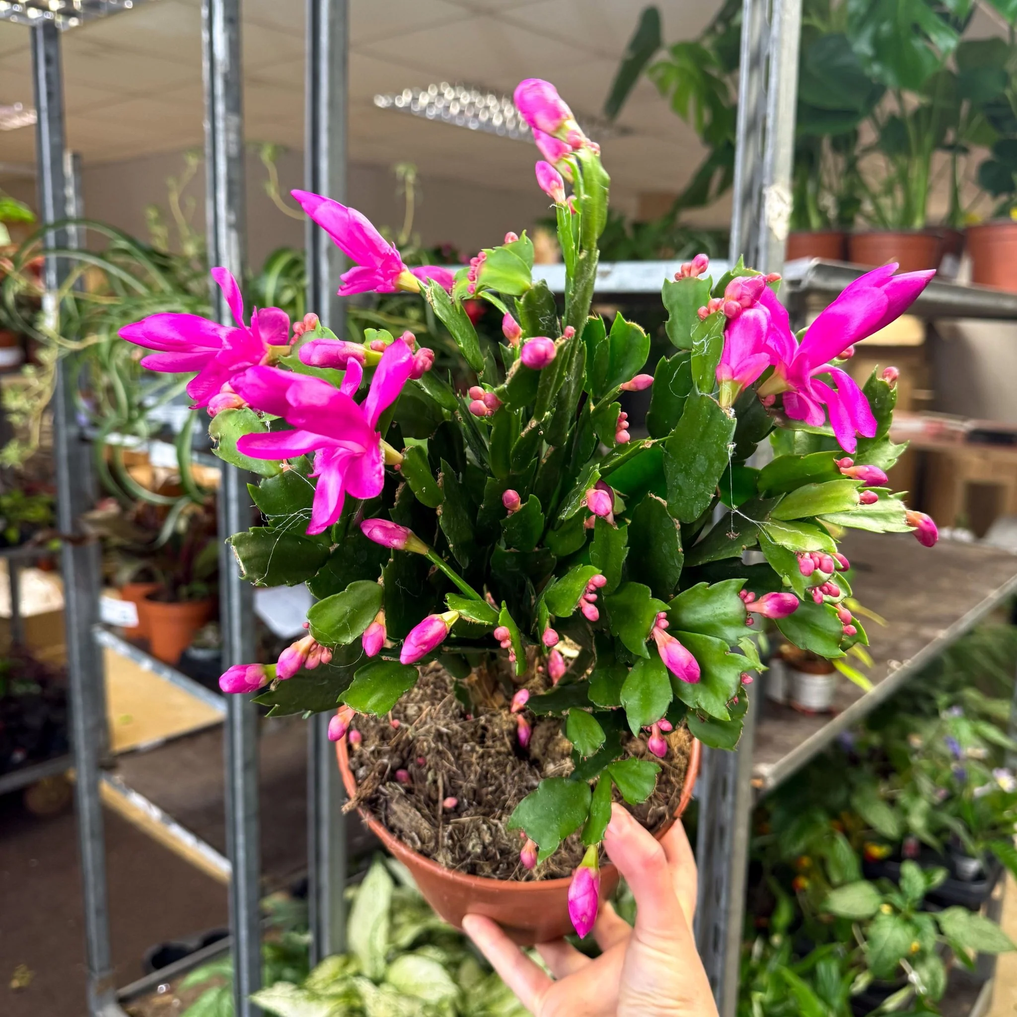 Schlumbergera - Bright Pink Holiday Cactus - Image 10