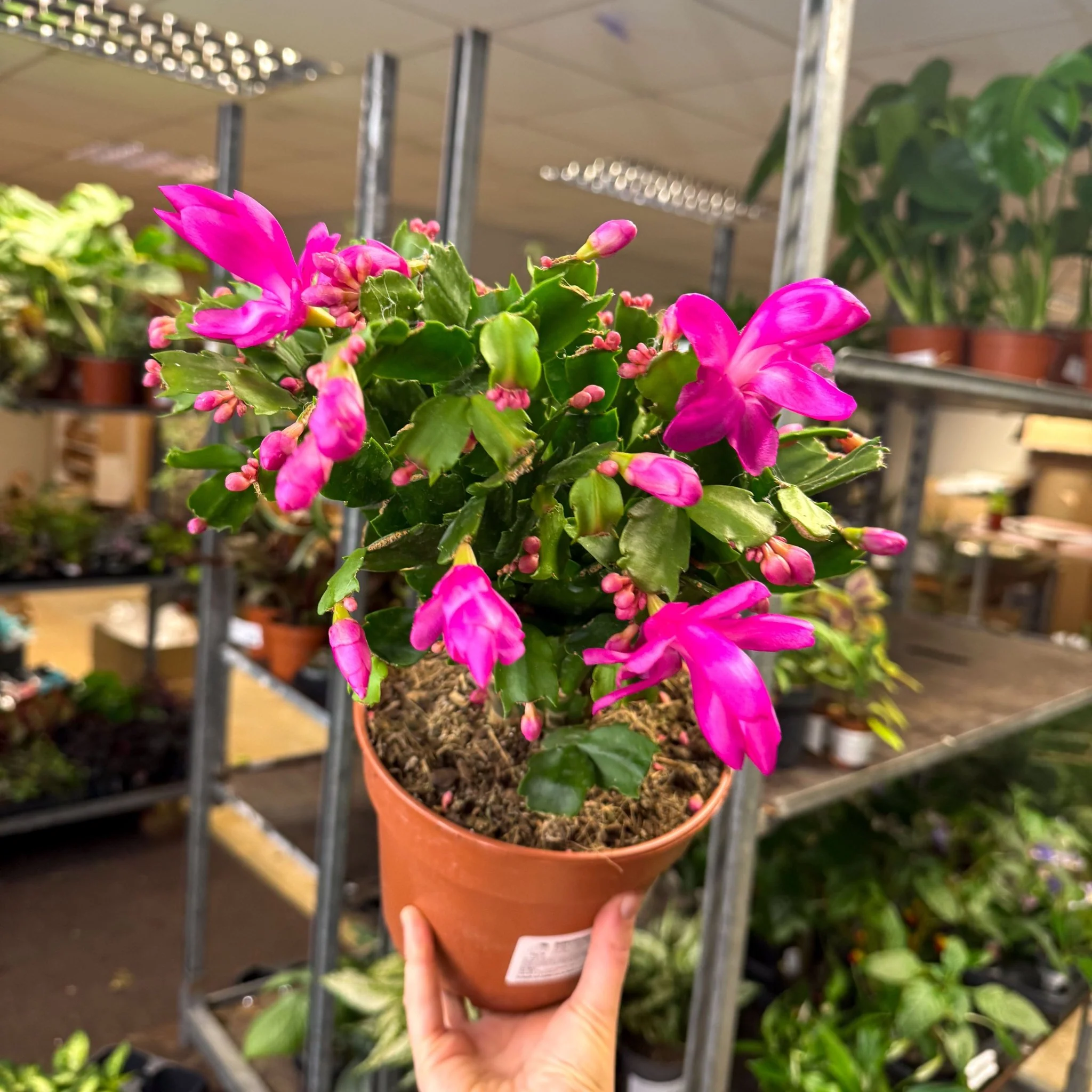 Schlumbergera - Bright Pink Holiday Cactus - Image 11