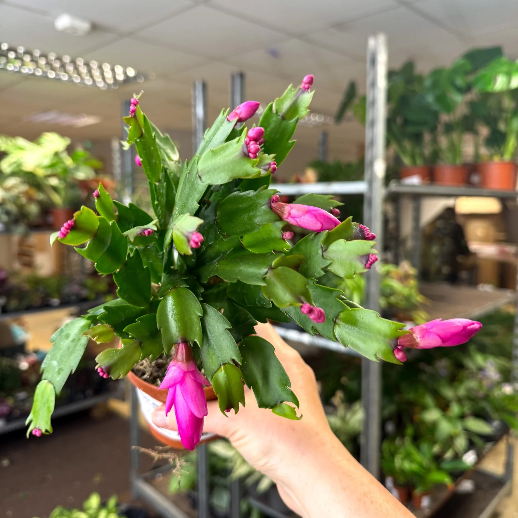 Schlumbergera - Bright Pink Holiday Cactus - Image 12