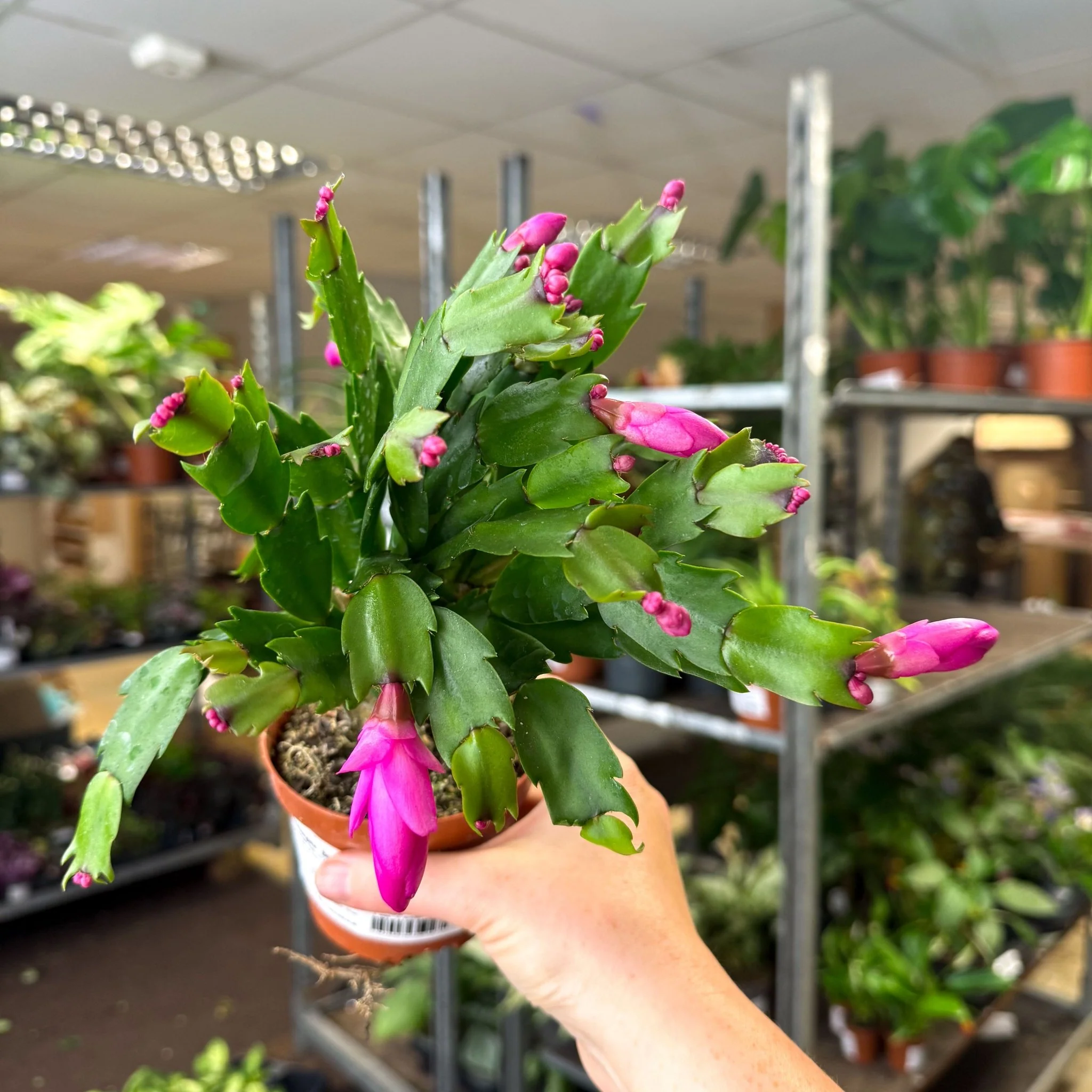 Schlumbergera - Bright Pink Holiday Cactus - Image 13