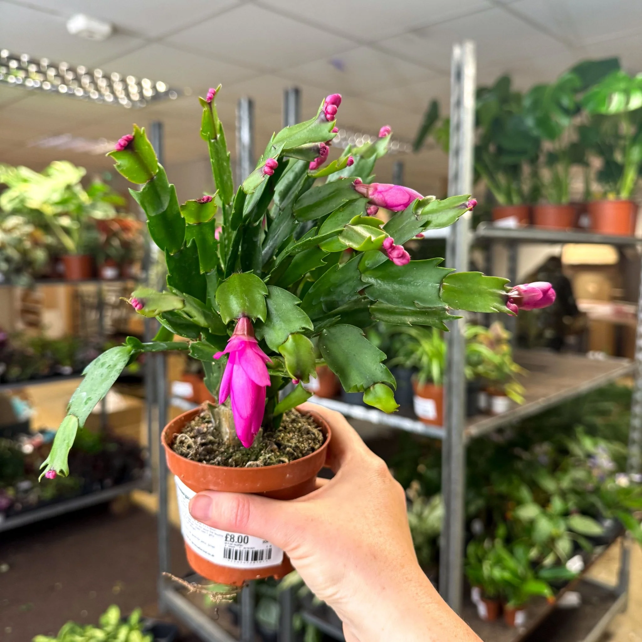 Schlumbergera - Bright Pink Holiday Cactus - Image 2