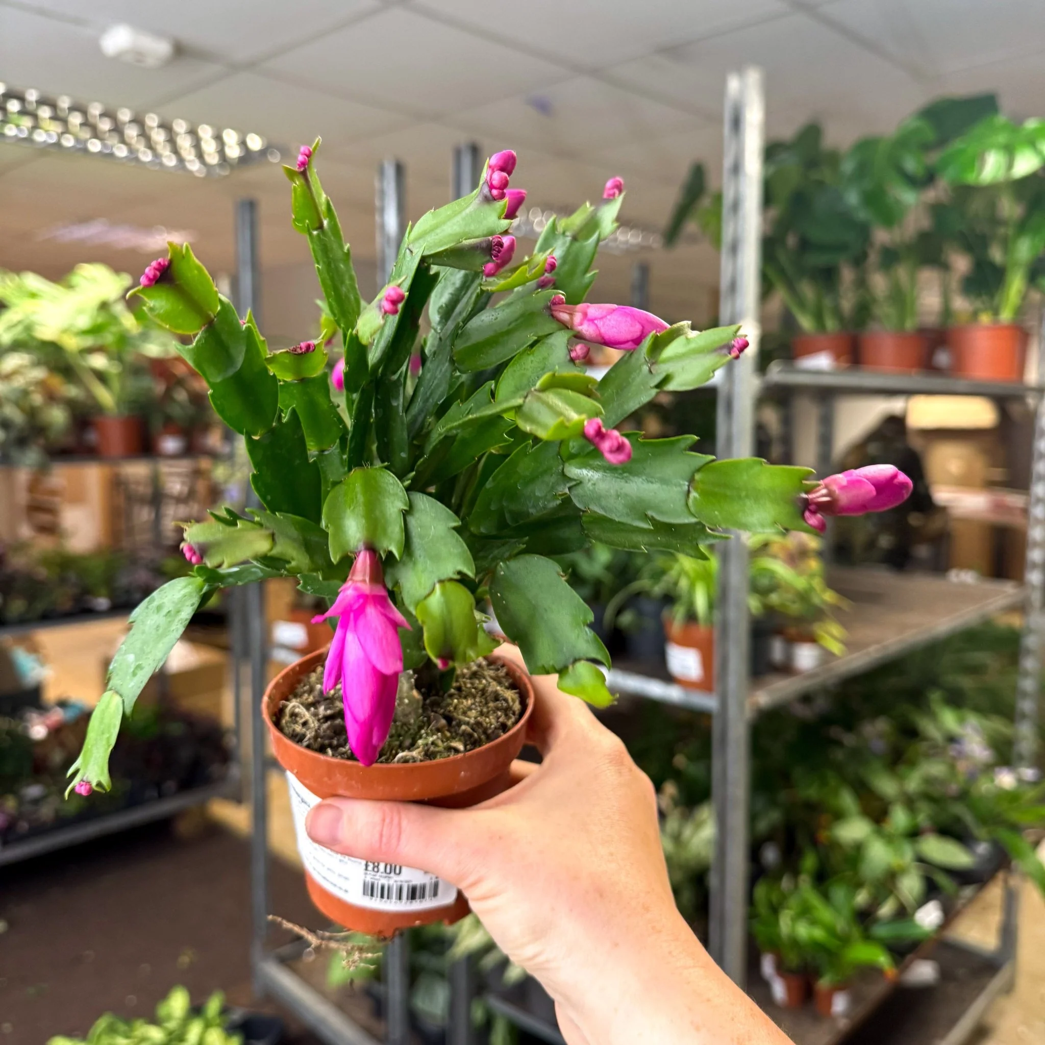 Schlumbergera - Bright Pink Holiday Cactus - Image 3