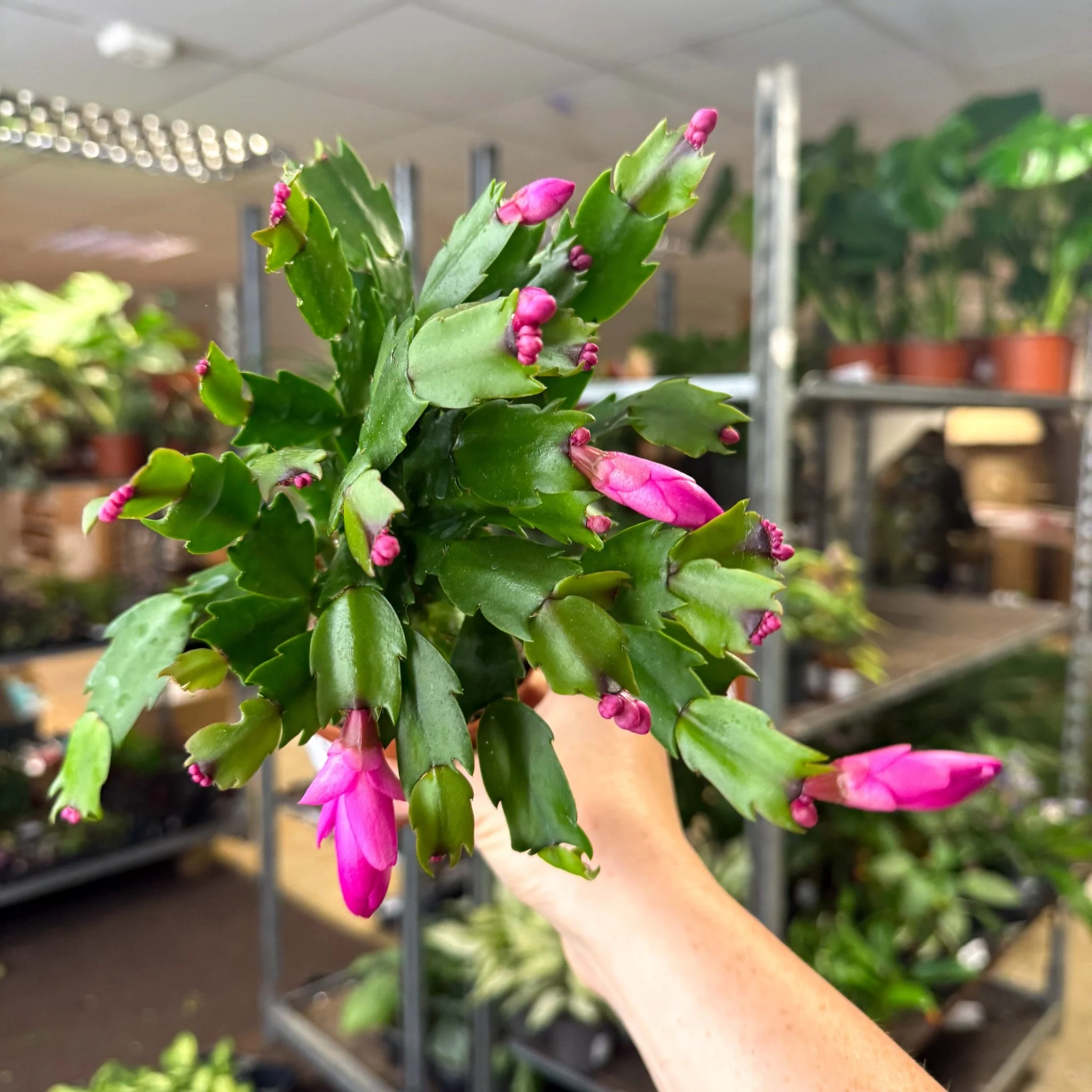 Schlumbergera - Bright Pink Holiday Cactus - Image 4