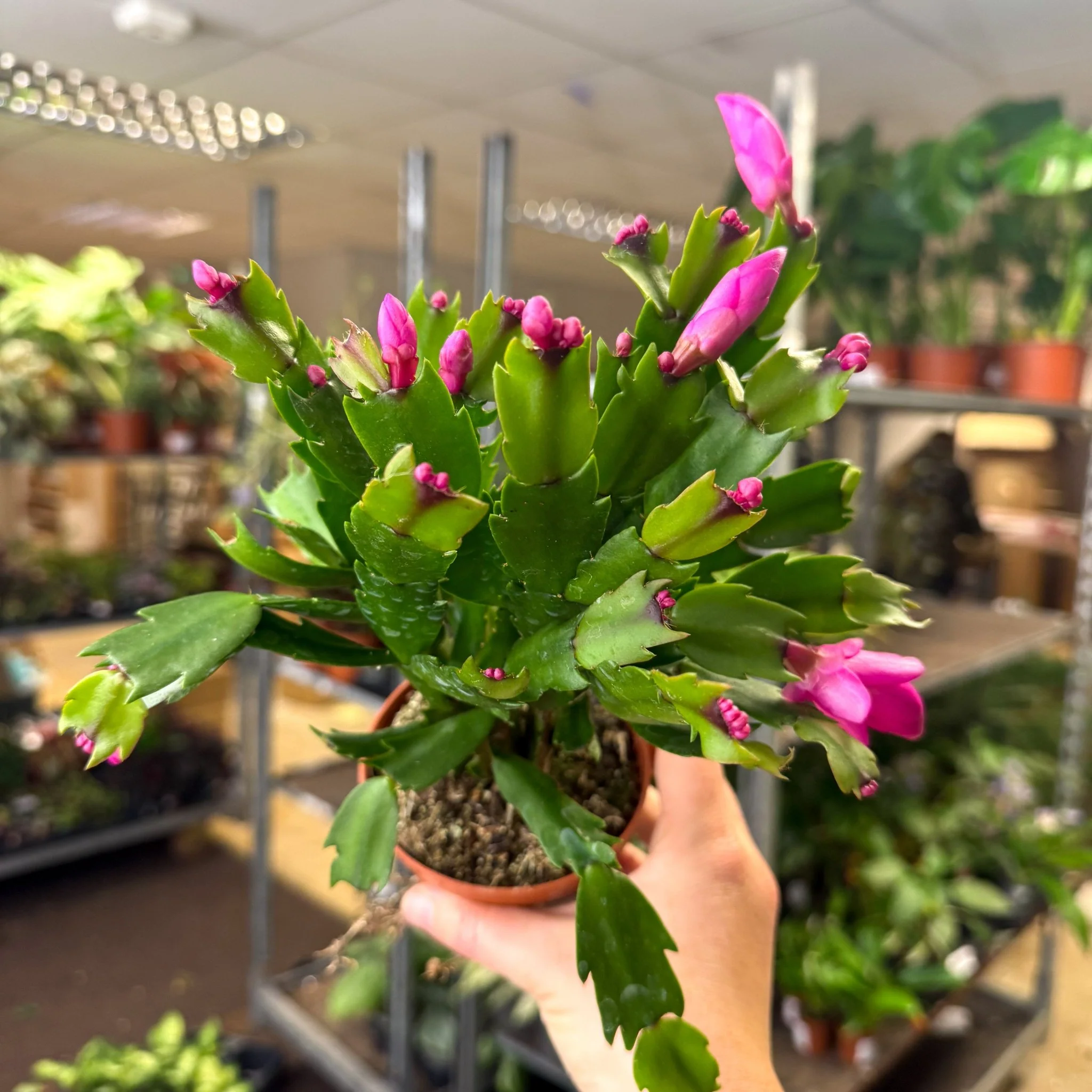 Schlumbergera - Bright Pink Holiday Cactus - Image 5