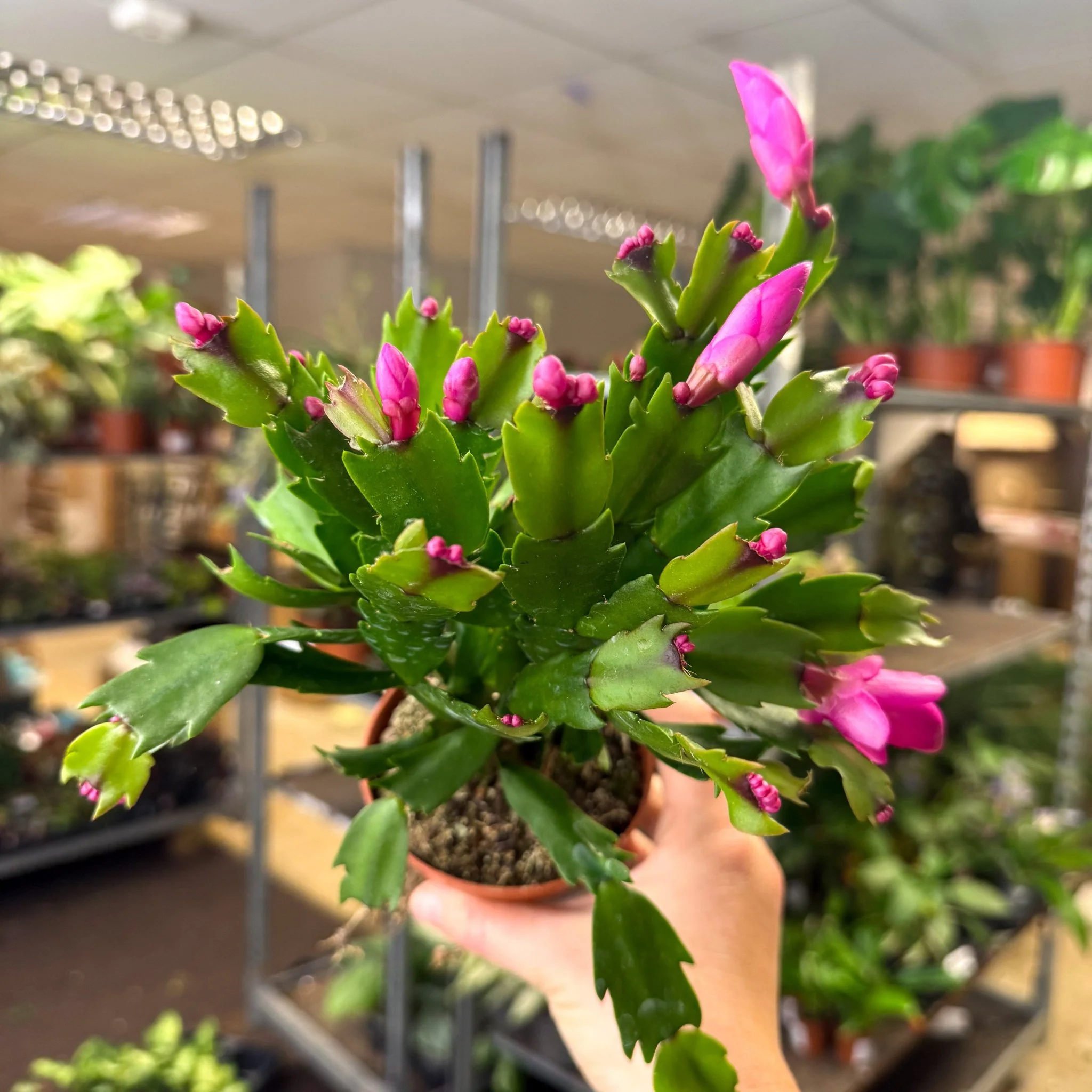 Schlumbergera - Bright Pink Holiday Cactus - Image 6