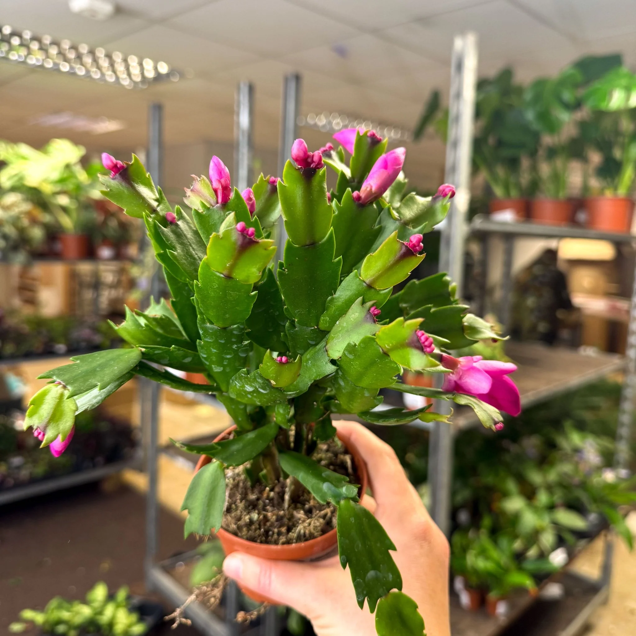 Schlumbergera - Bright Pink Holiday Cactus - Image 7