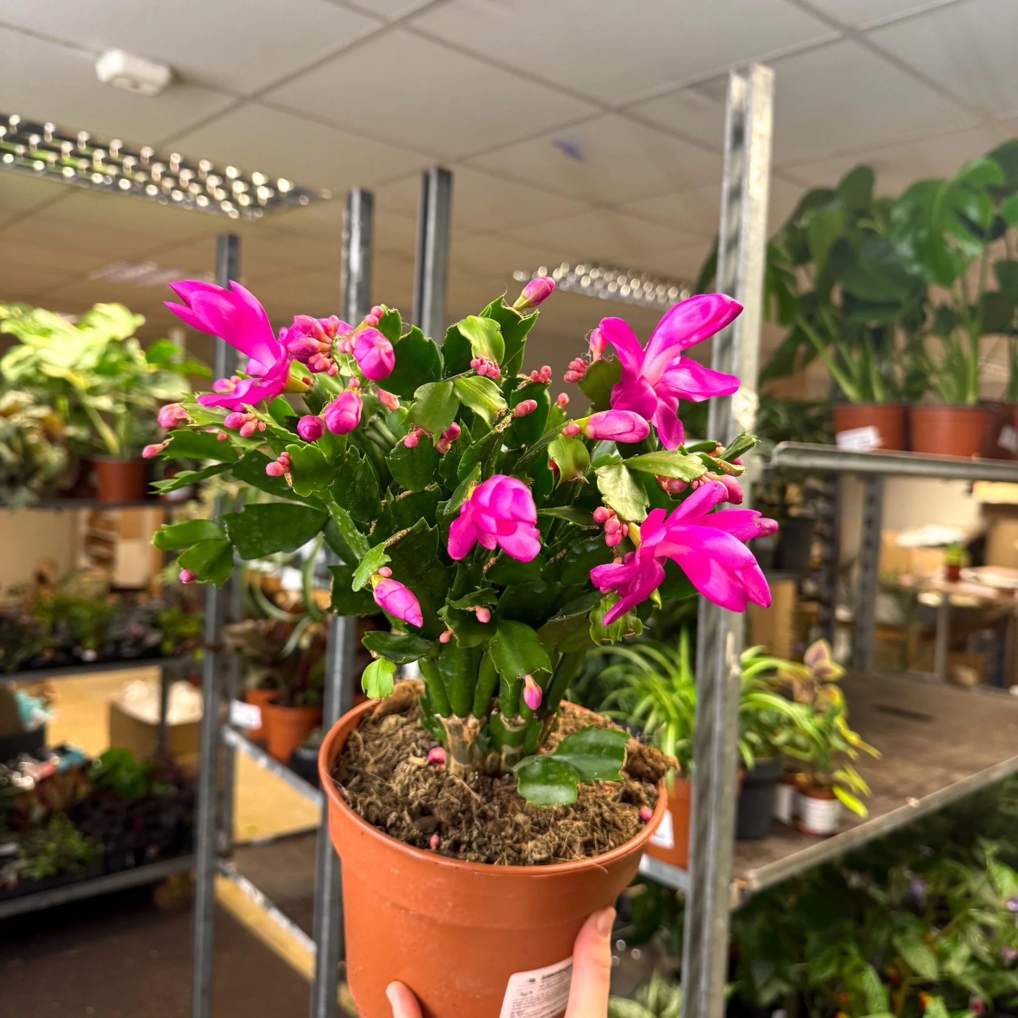 Schlumbergera - Bright Pink Holiday Cactus - Image 8