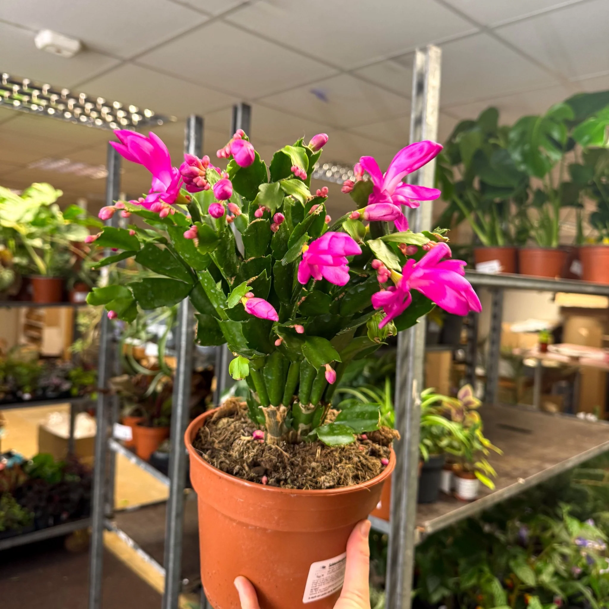 Schlumbergera - Bright Pink Holiday Cactus - Image 9