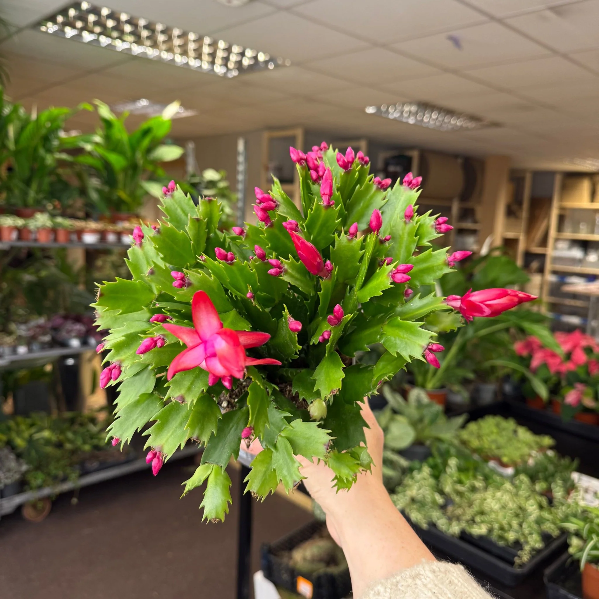 Schlumbergera - Deep Pink Holiday Cactus
