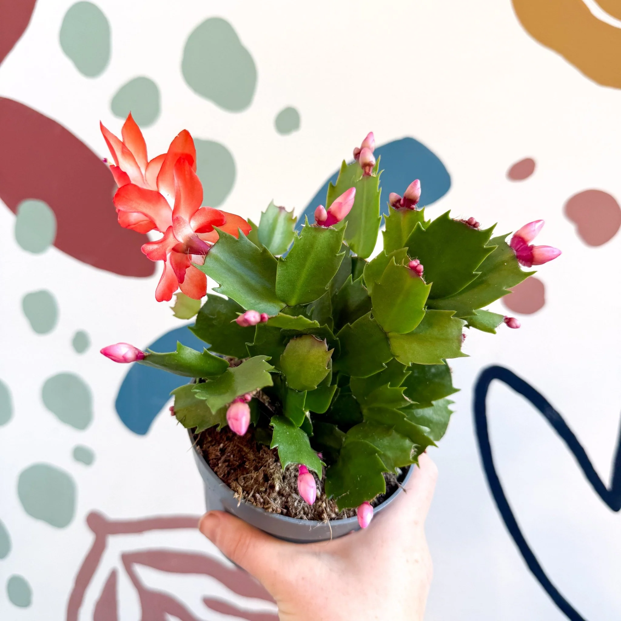 Schlumbergera - Bright Orange Holiday Cactus