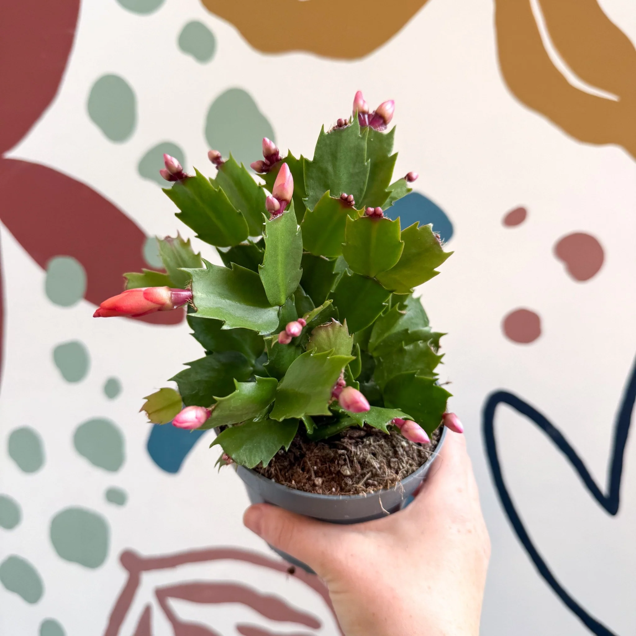 Schlumbergera - Bright Orange Holiday Cactus - Image 10