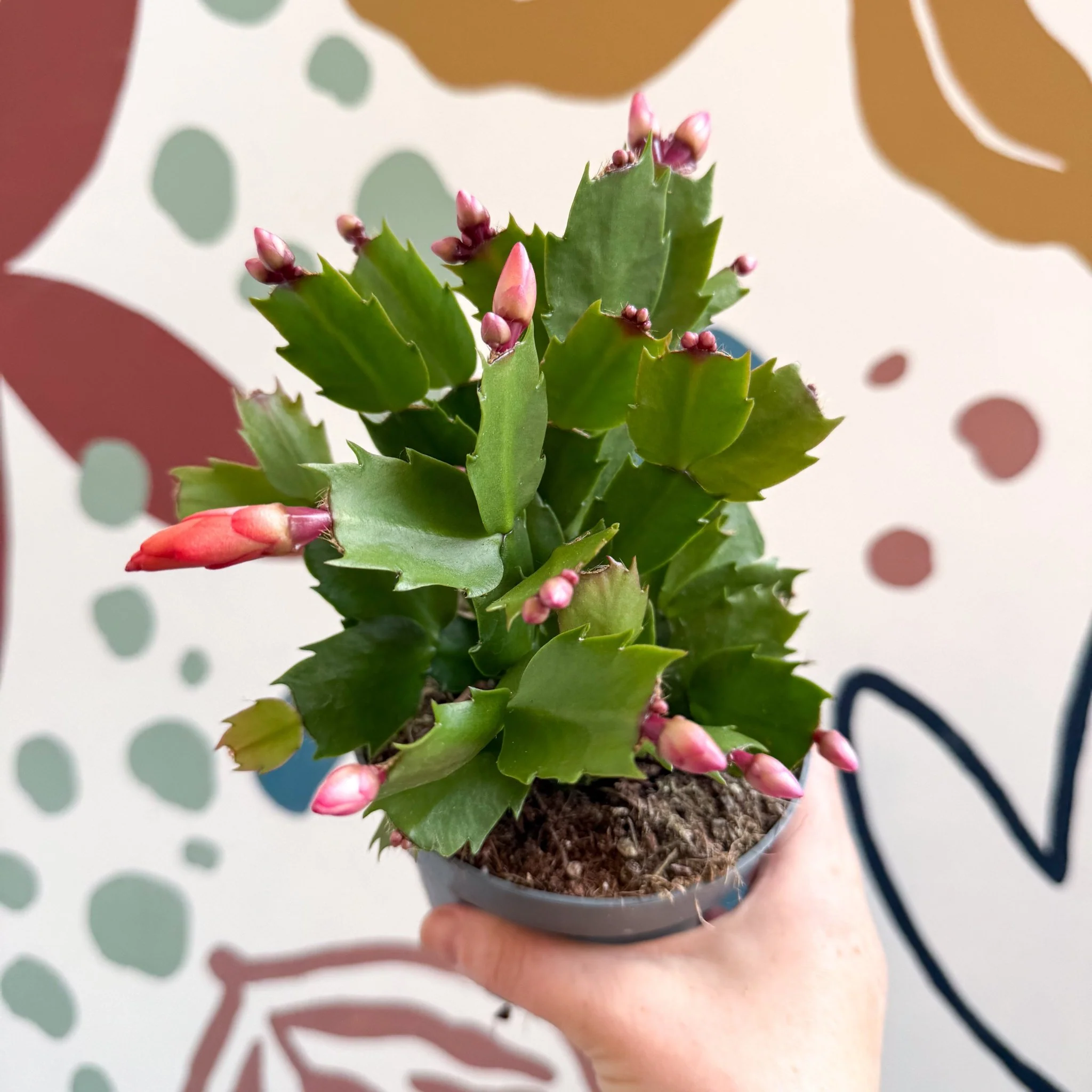 Schlumbergera - Bright Orange Holiday Cactus - Image 11